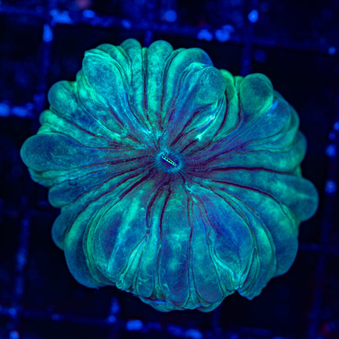 Fox Coral 2A - WYSIWYG Reef Lounge Norco