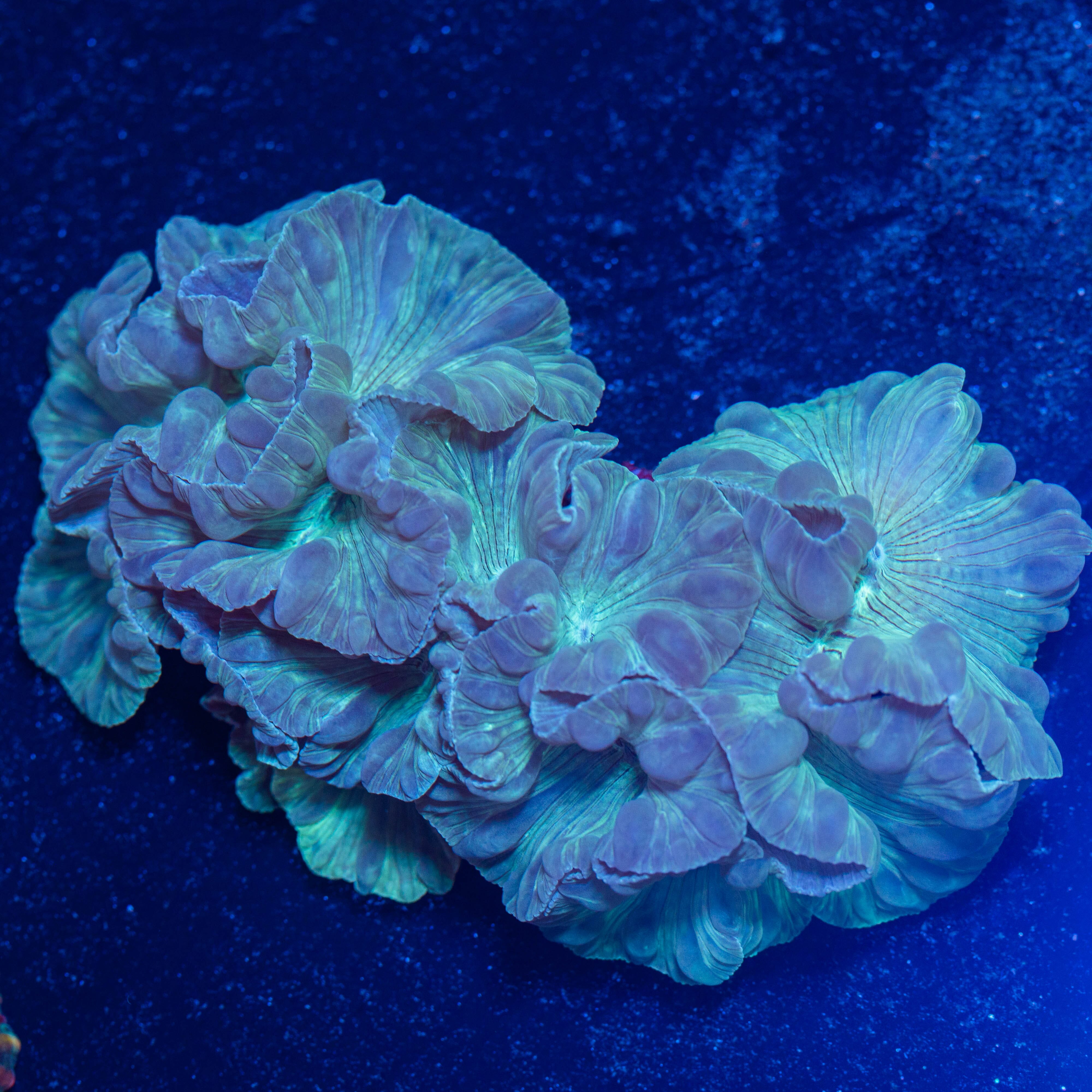 Fox Coral Colony - WYSIWYG Reef Lounge Norco