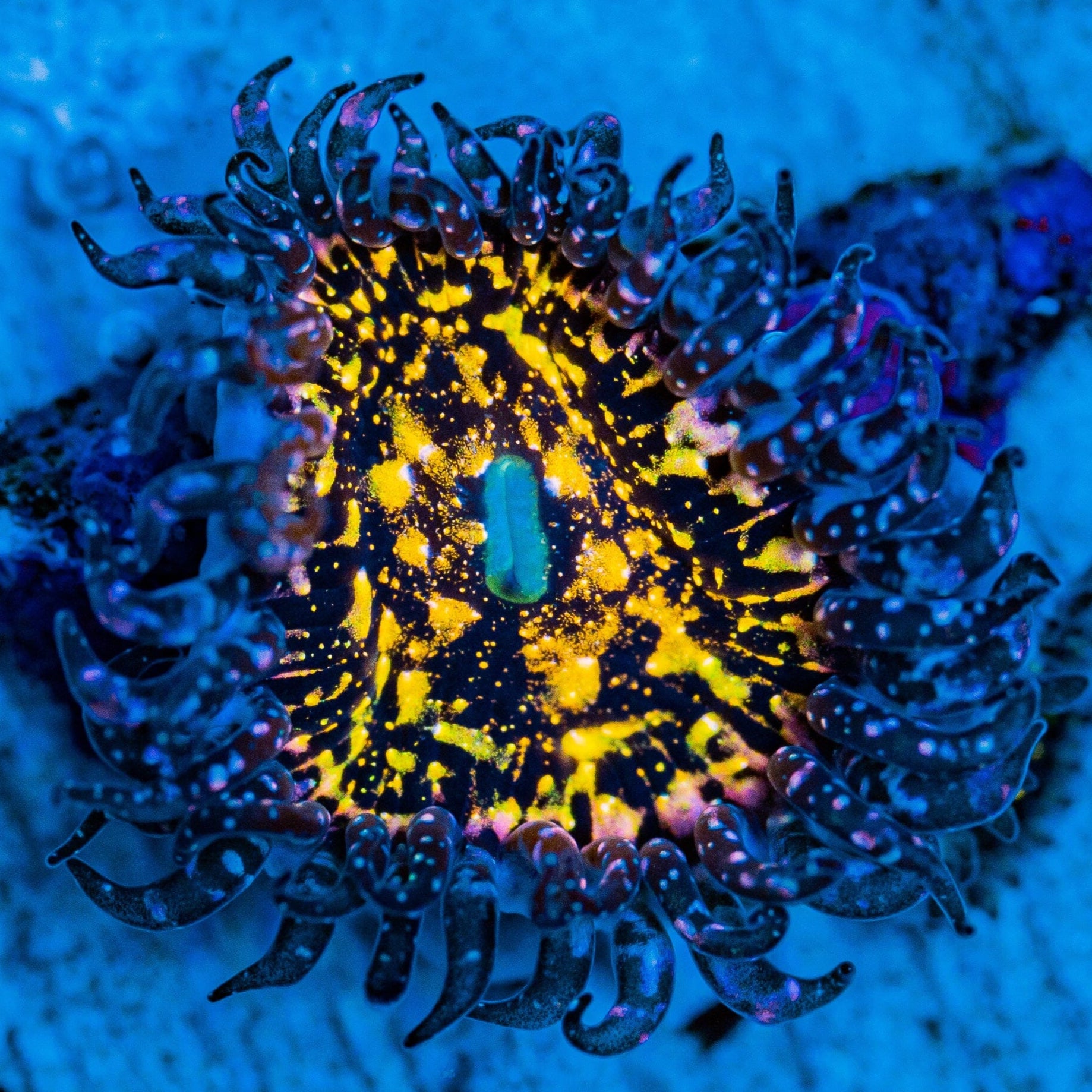 Frankies Acid Trip Zoanthids Zoa Reef Lounge USA
