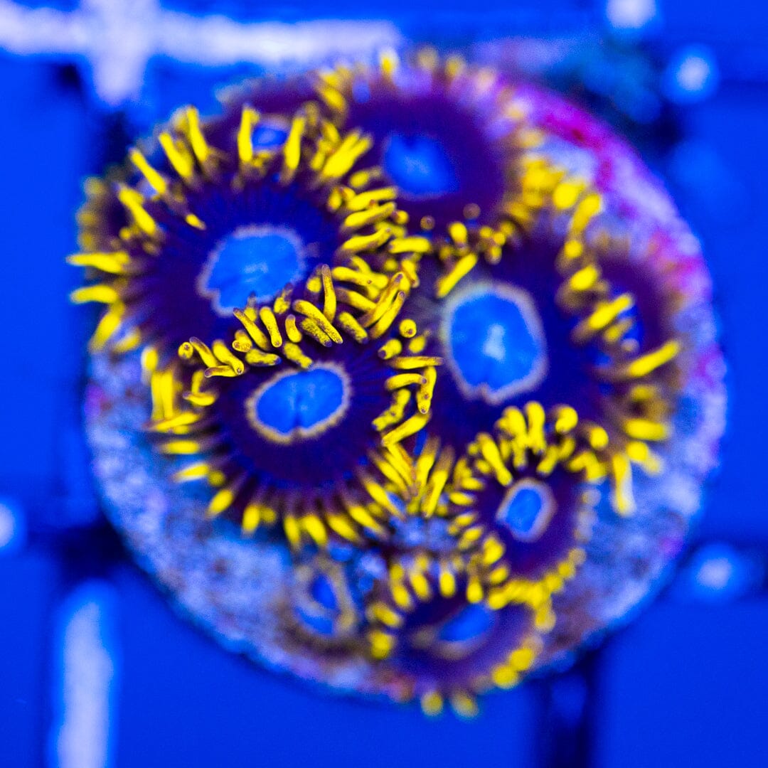 Frozen Hornet - Overgrown Zoanthid Plugs 5A - WYSIWYG Reef Lounge Coral