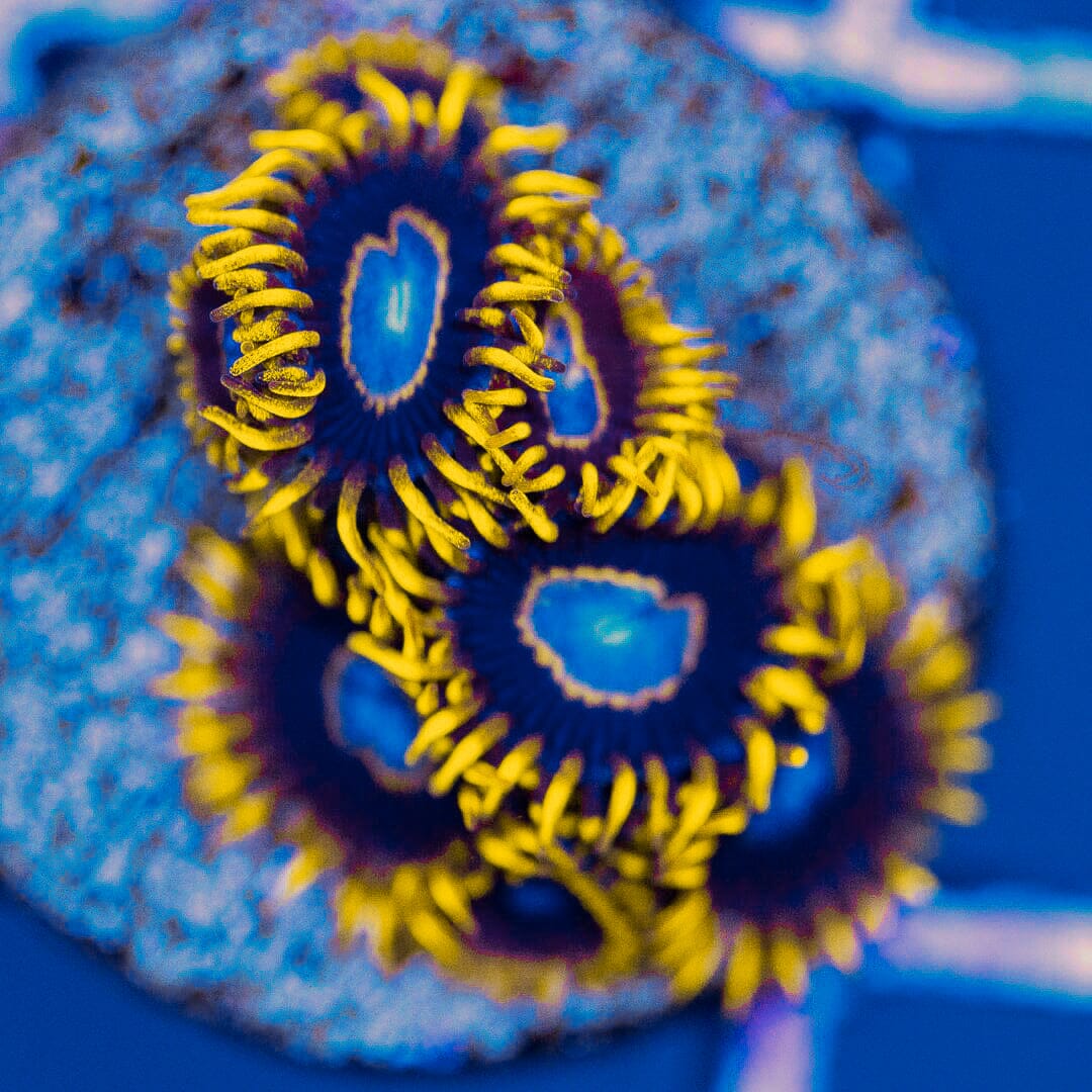 Frozen Hornet Zoanthids Reef Lounge Coral