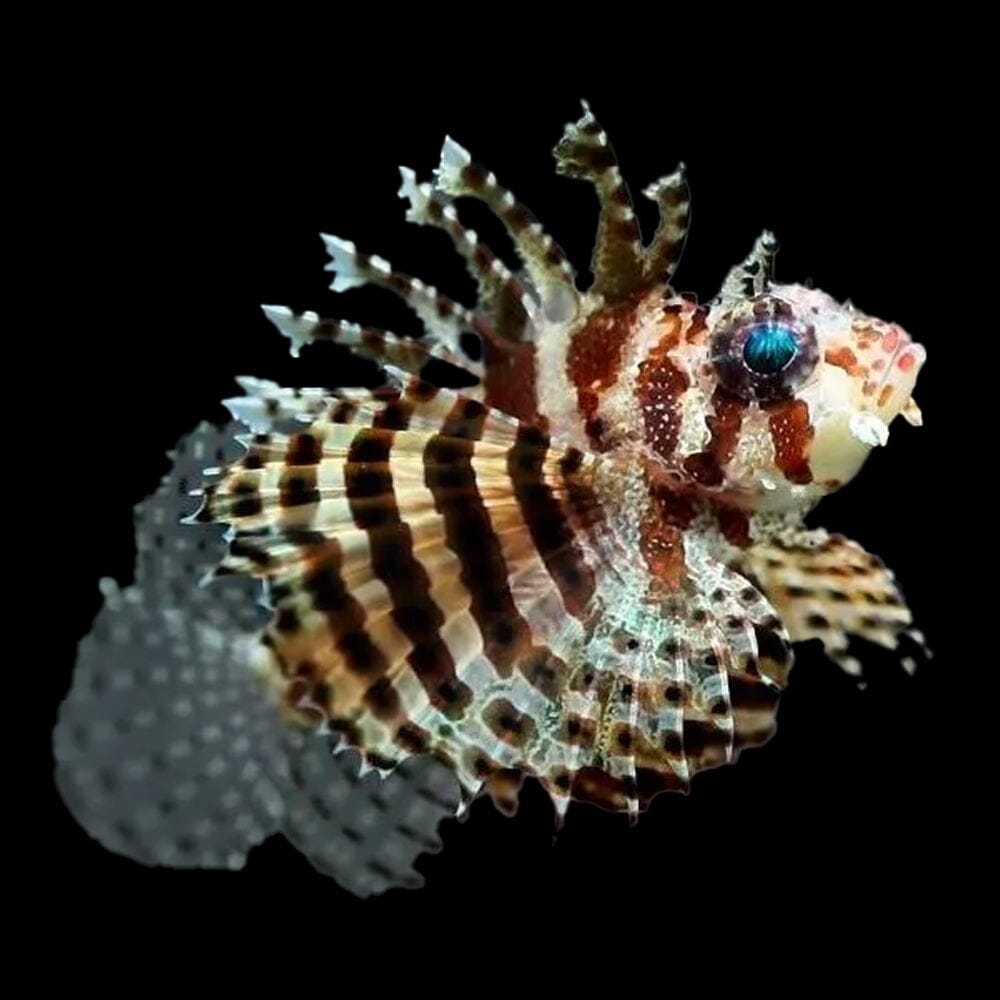 Fuzzy Dwarf Lionfish Fish Reef Lounge USA