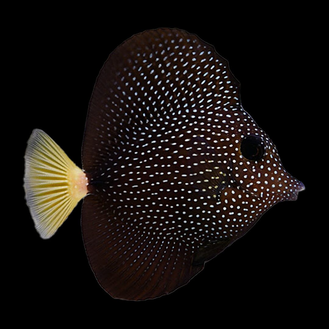 Gem Tang Fish Reef Lounge Coral