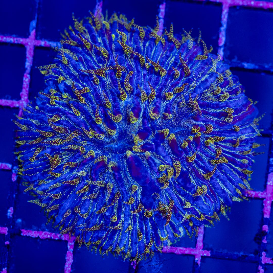 Glitter Plate Coral 1D - WYSIWYG Colony Reef Lounge Norco