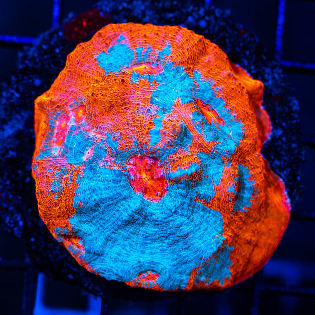 Goku Chalice Colony - WYSIWYG 32 Reef Lounge Norco