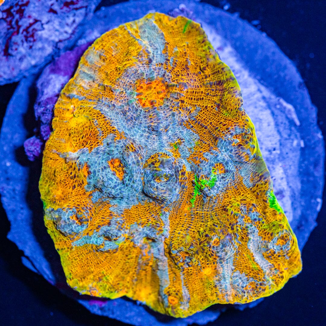 Goku Chalice Colony - WYSIWYG Reef Lounge Coral