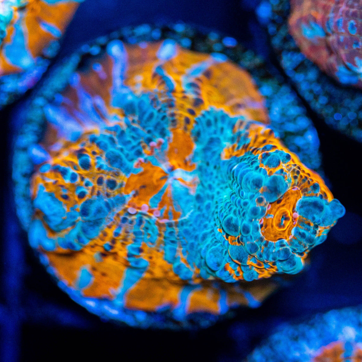 Goku Chalice Frag 1A - WYSIWYG Reef Lounge Coral