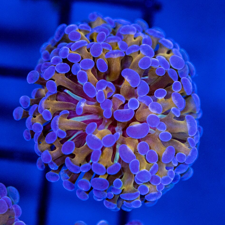 Gold Stem Purple Frammer Reef Lounge Coral