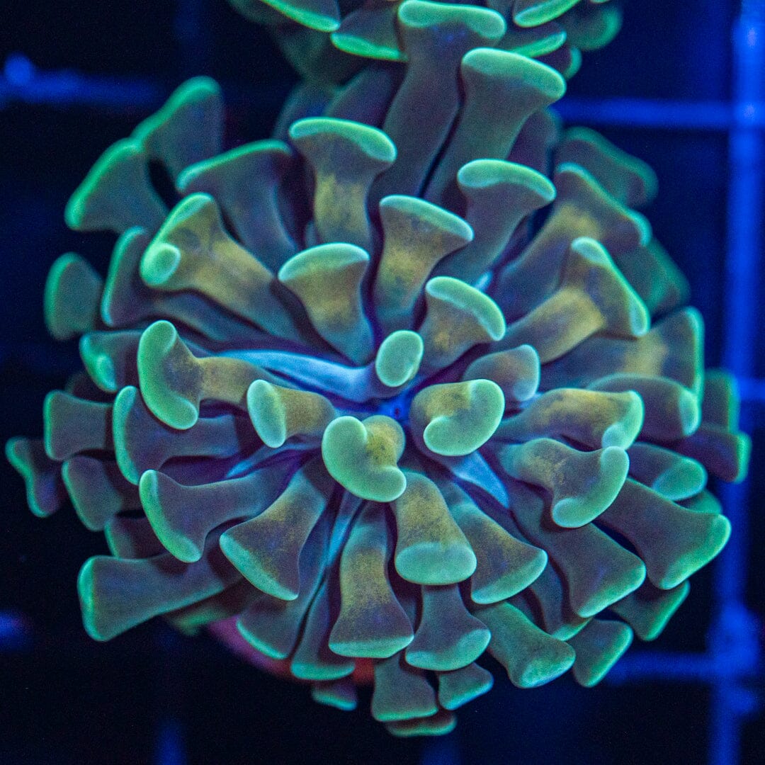 Gold Stem Teal Hammer Reef Lounge Coral