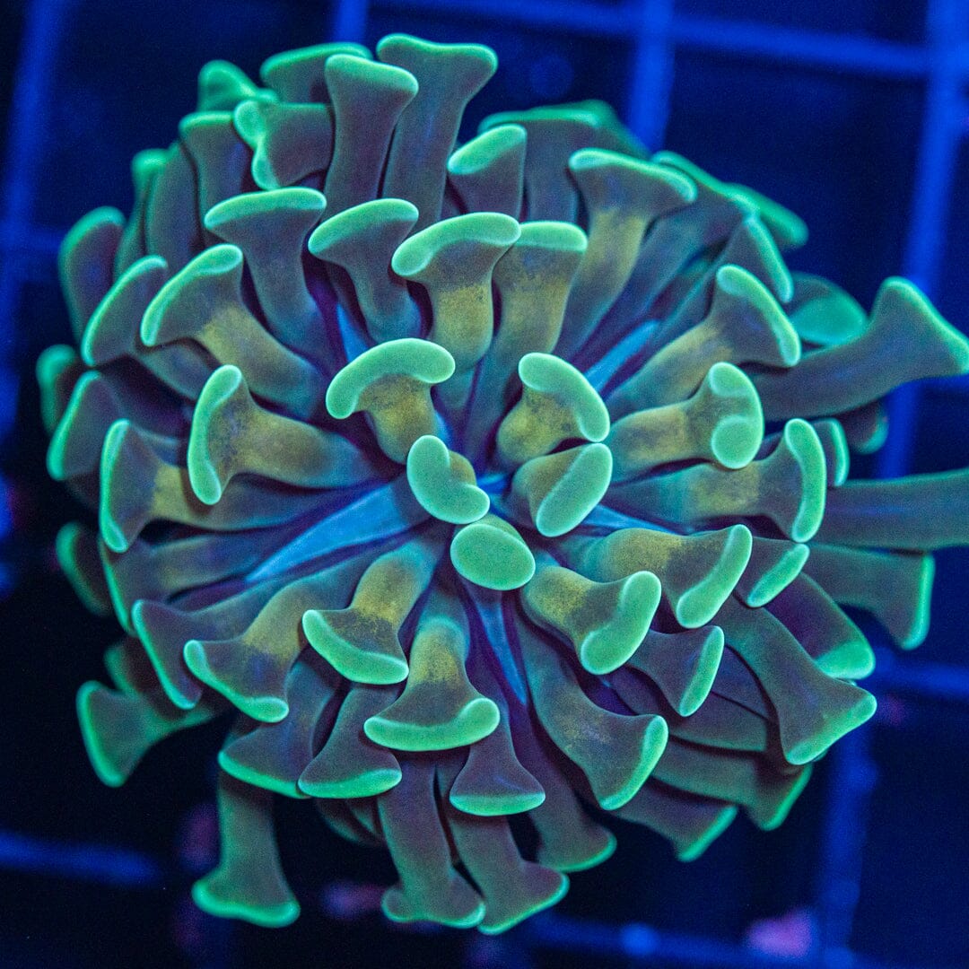 Gold Stem Teal Hammer Reef Lounge Coral