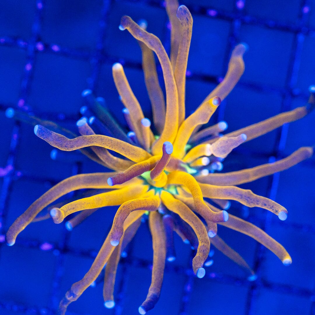 Gold Tiger Torch 5A - WYSIWYG LPS Coral Reef Lounge USA