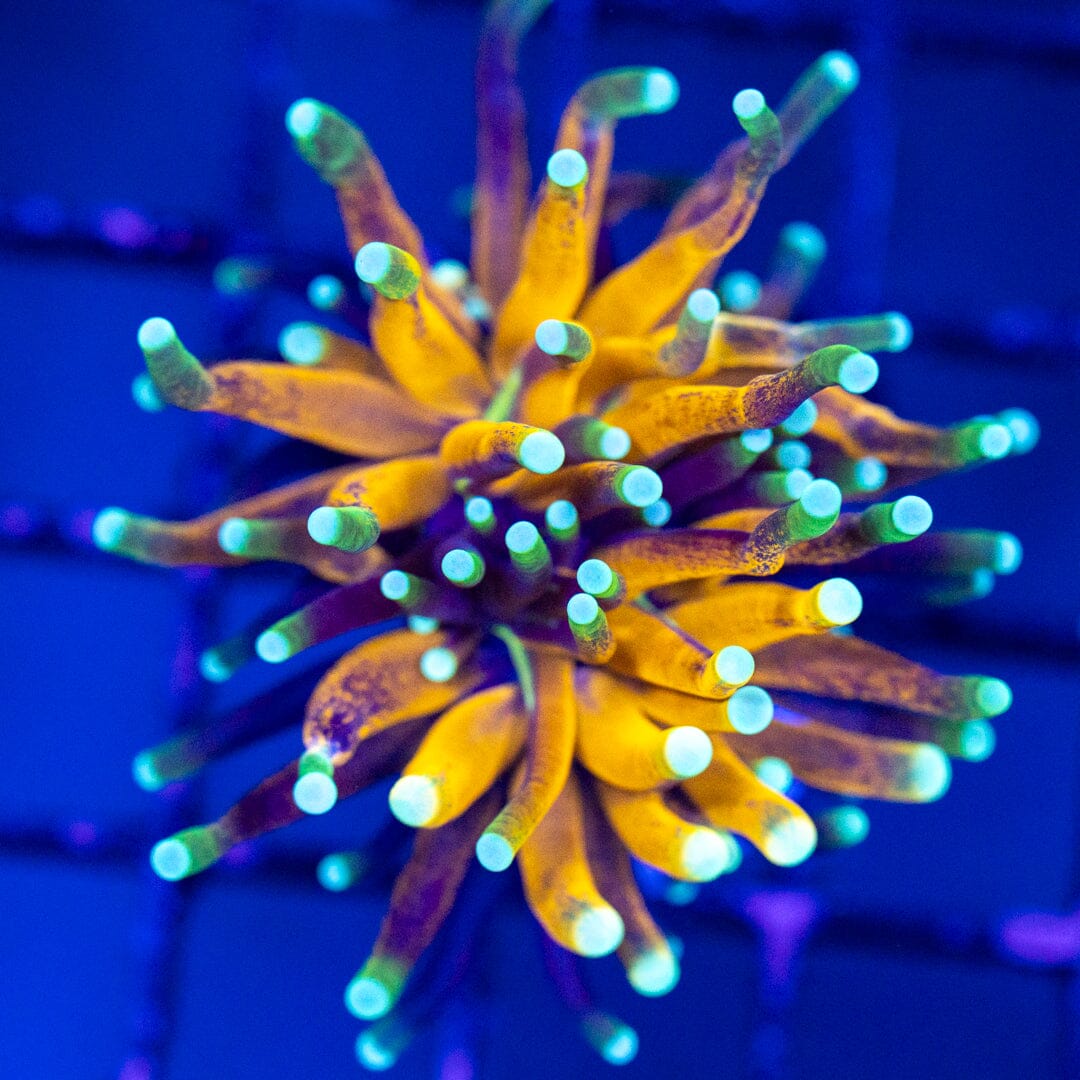 Gold Tiger Torch 6A - WYSIWYG LPS Coral Reef Lounge USA