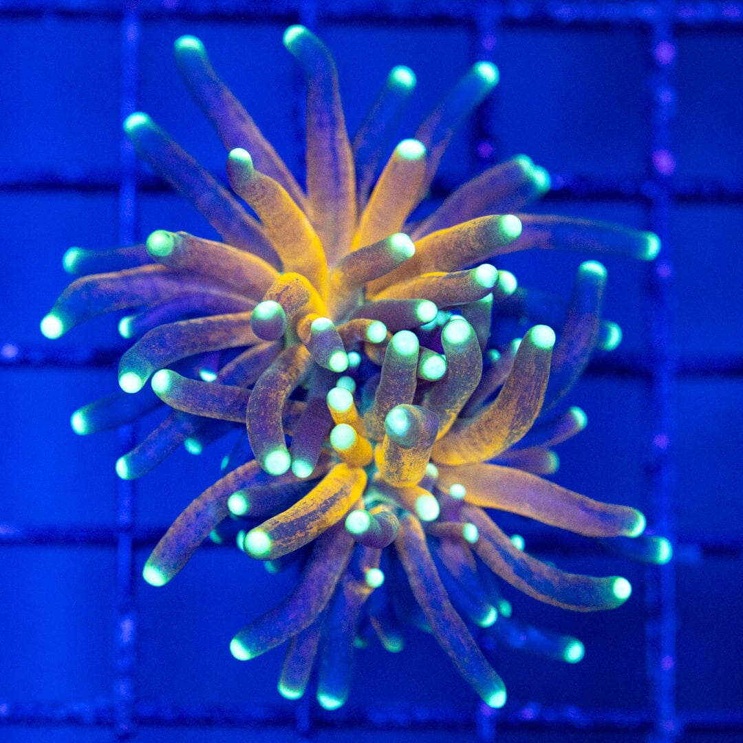 Gold Tiger Torch 7A (2 heads) - WYSIWYG LPS Coral Reef Lounge USA