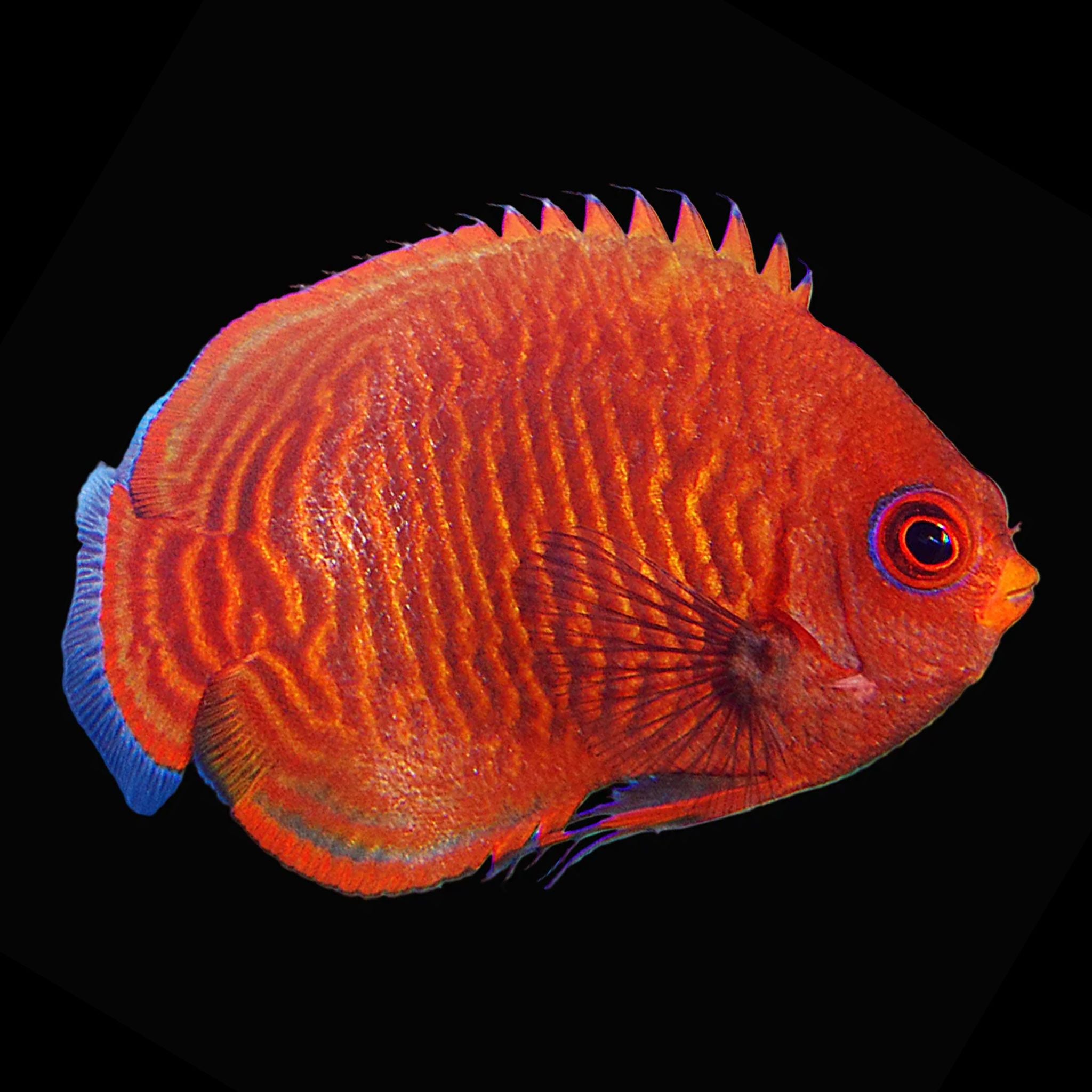 Golden Angelfish Fish Reef Lounge USA