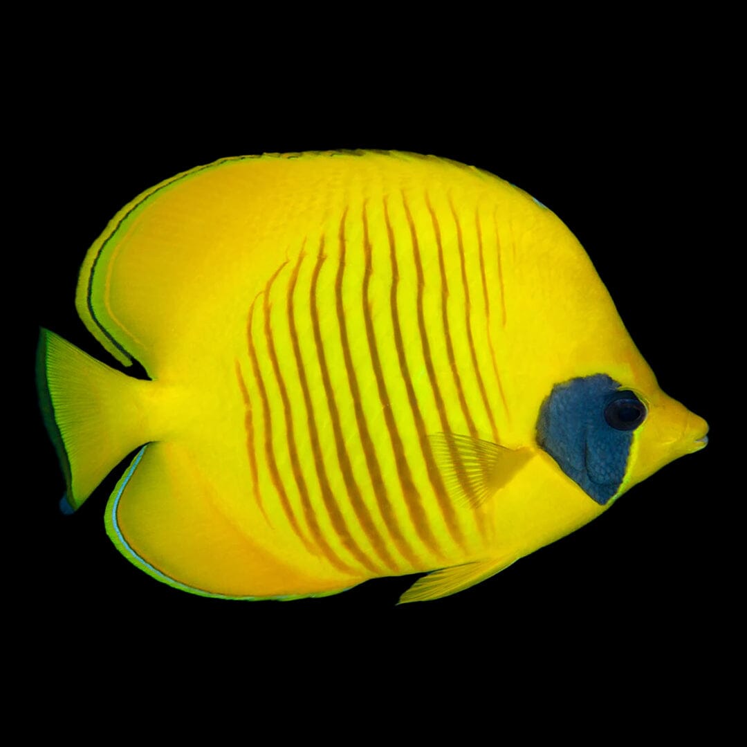 Golden Butterflyfish Fish Reef Lounge USA