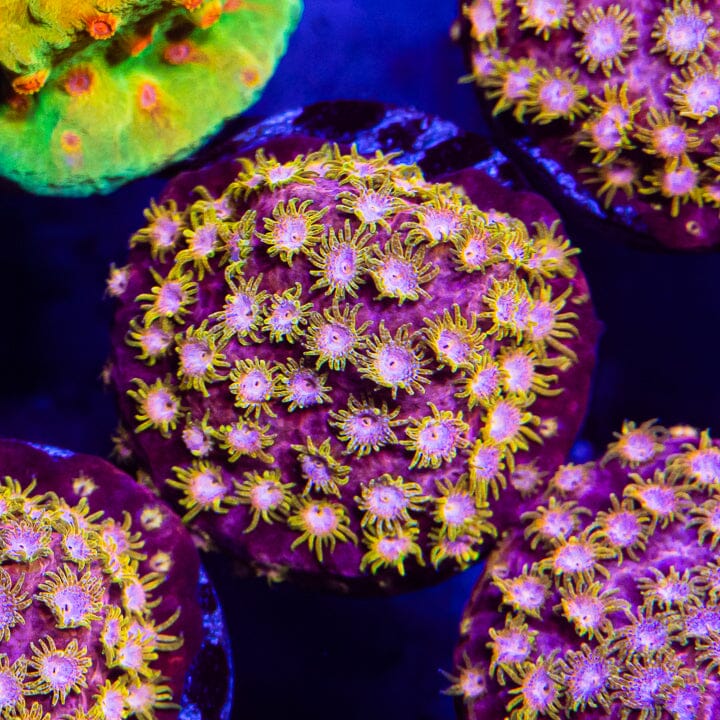 Golden Eye Cyphastrea Cyphastrea Reef Lounge USA