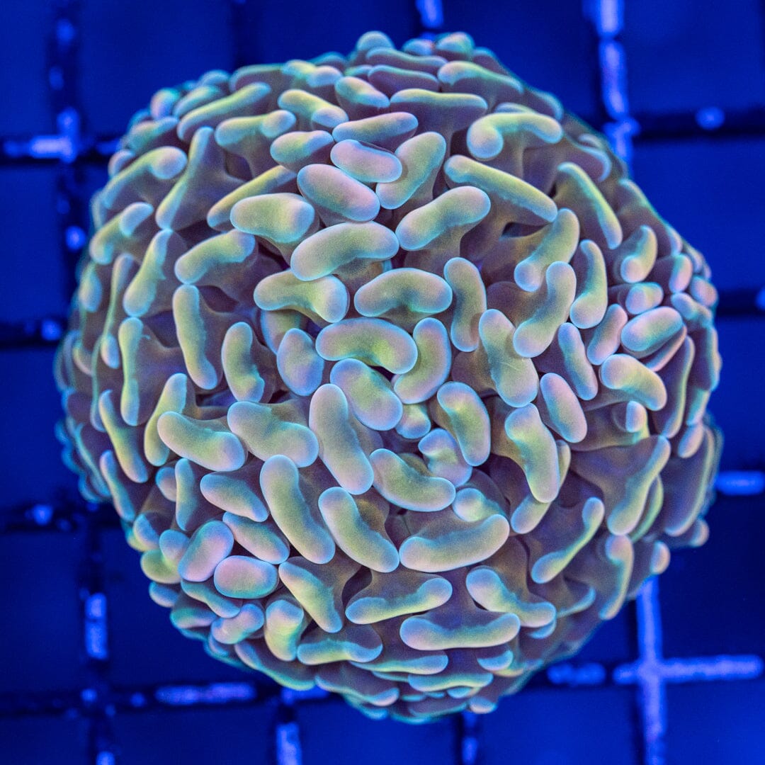 Golden Eye Wall Hammer - WYSIWYG Reef Lounge Coral