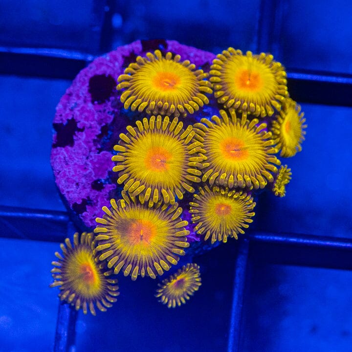Golden Kiwi Zoanthids Soft Coral Reef Lounge USA
