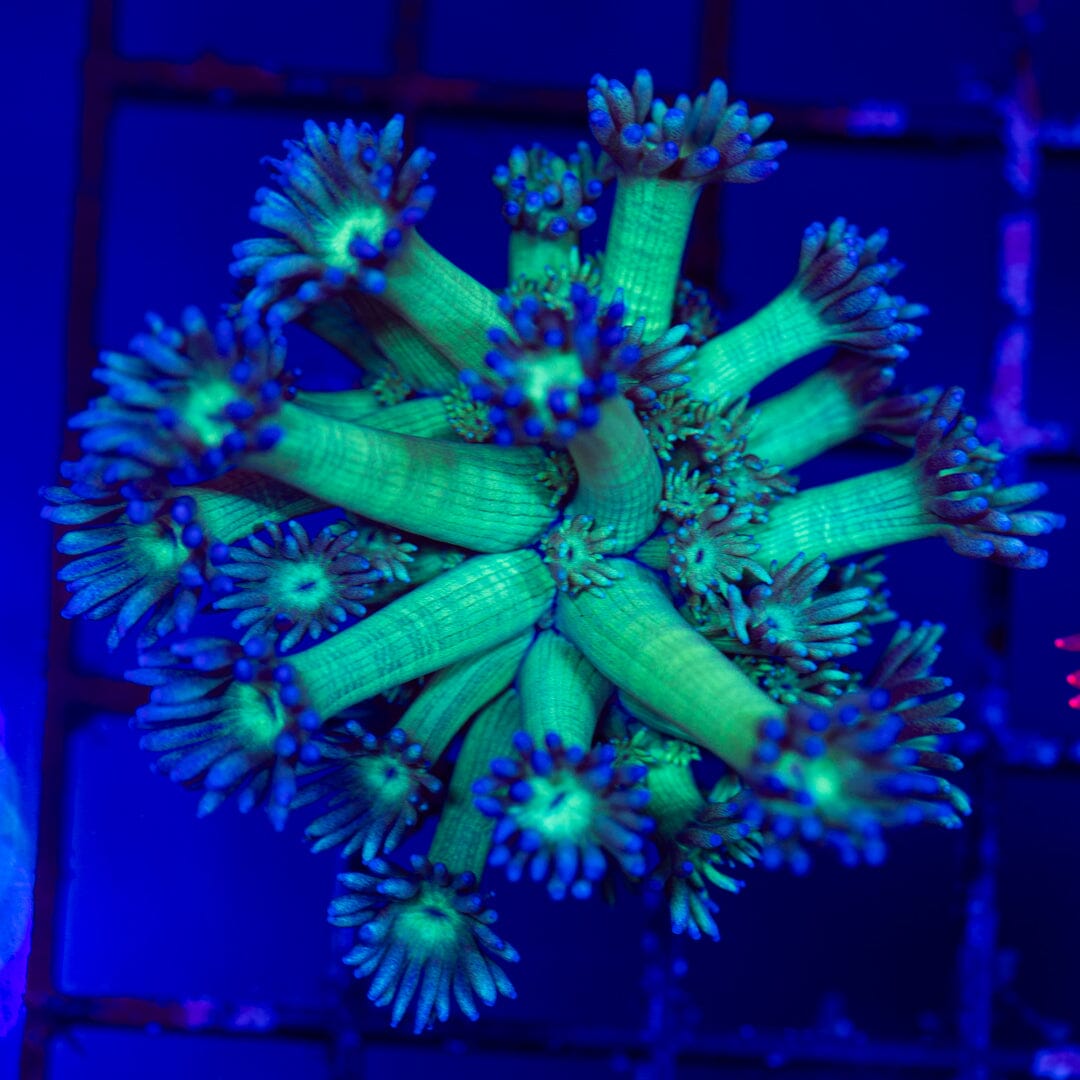 Goniopora 15B - WYSIWYG LPS Coral Reef Lounge USA