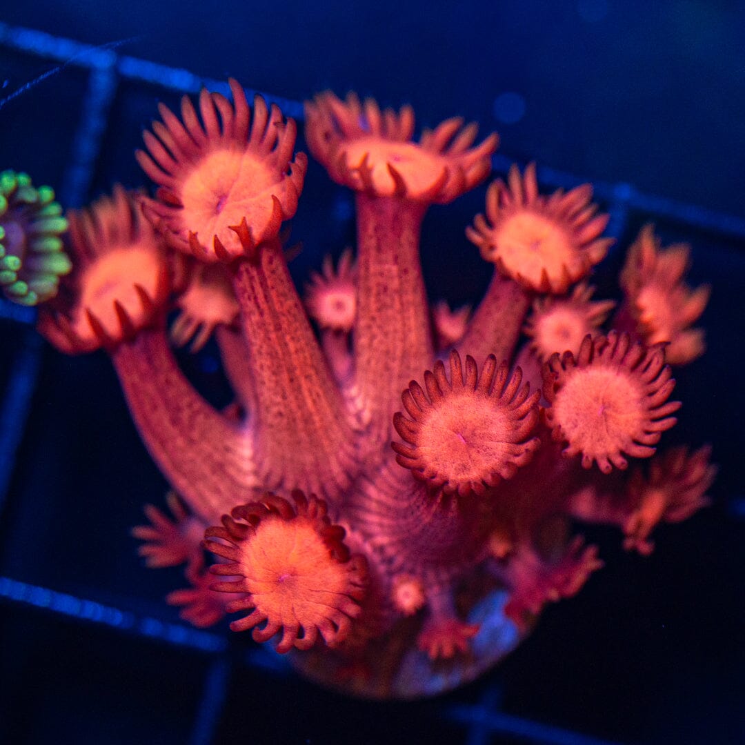 Goniopora 1D - WYSIWYG Reef Lounge Coral