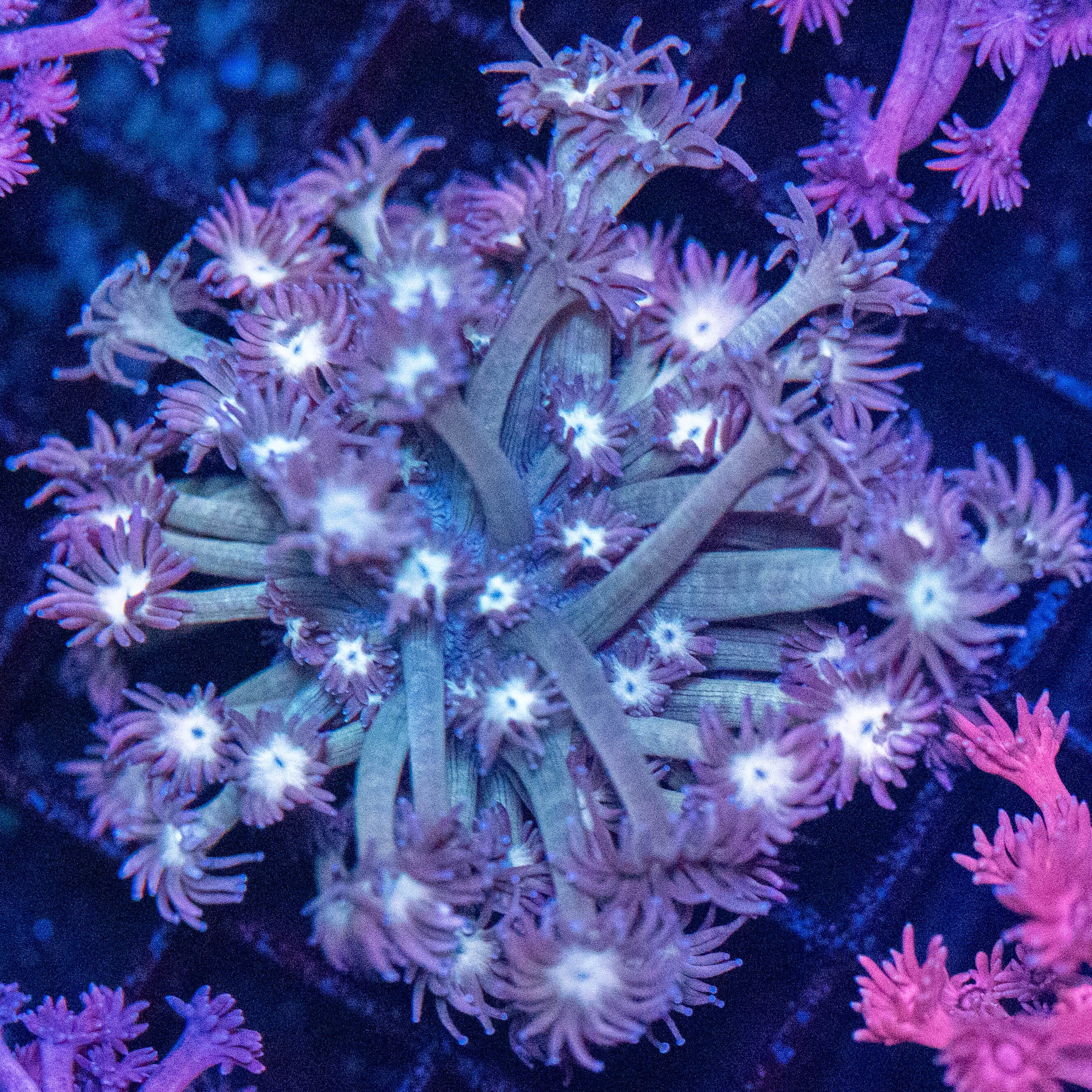 Goniopora 3A - WYSIWYG Reef Lounge Norco