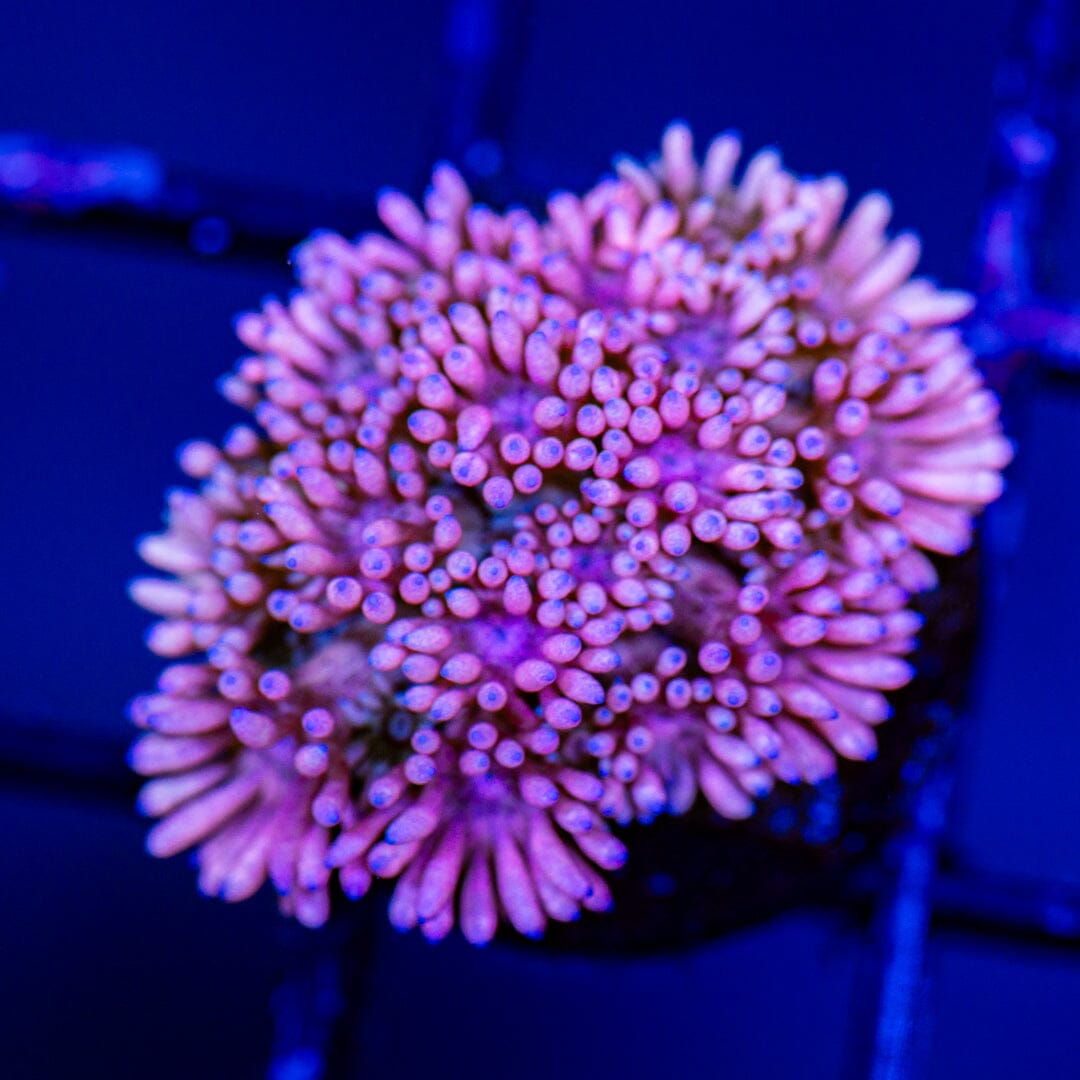 Goniopora 9B - WYSIWYG LPS Coral Reef Lounge USA