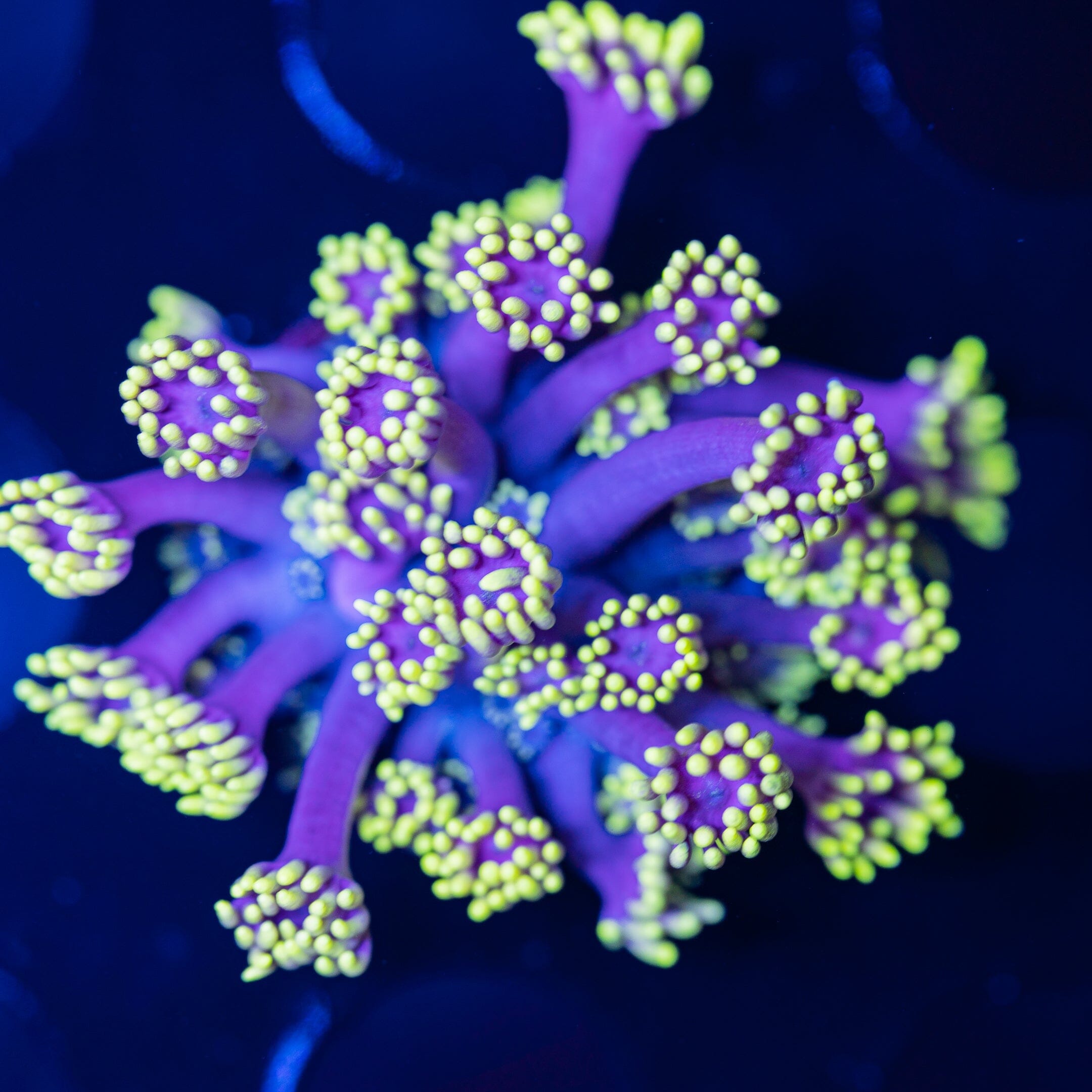 Goniopora Frag 15A - WYSIWYG Reef Lounge Norco