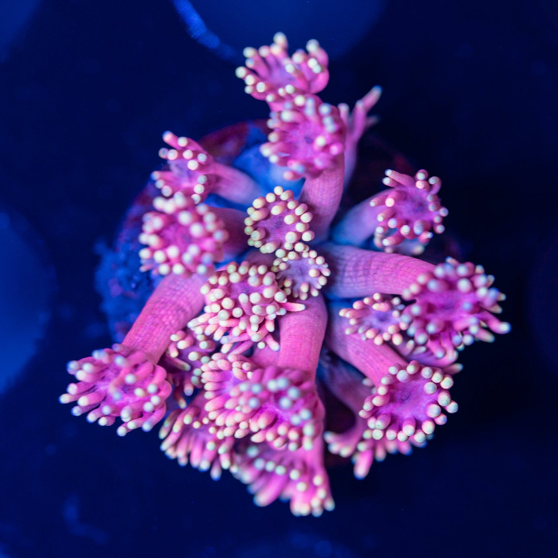 Goniopora Frag 16A - WYSIWYG Reef Lounge Norco