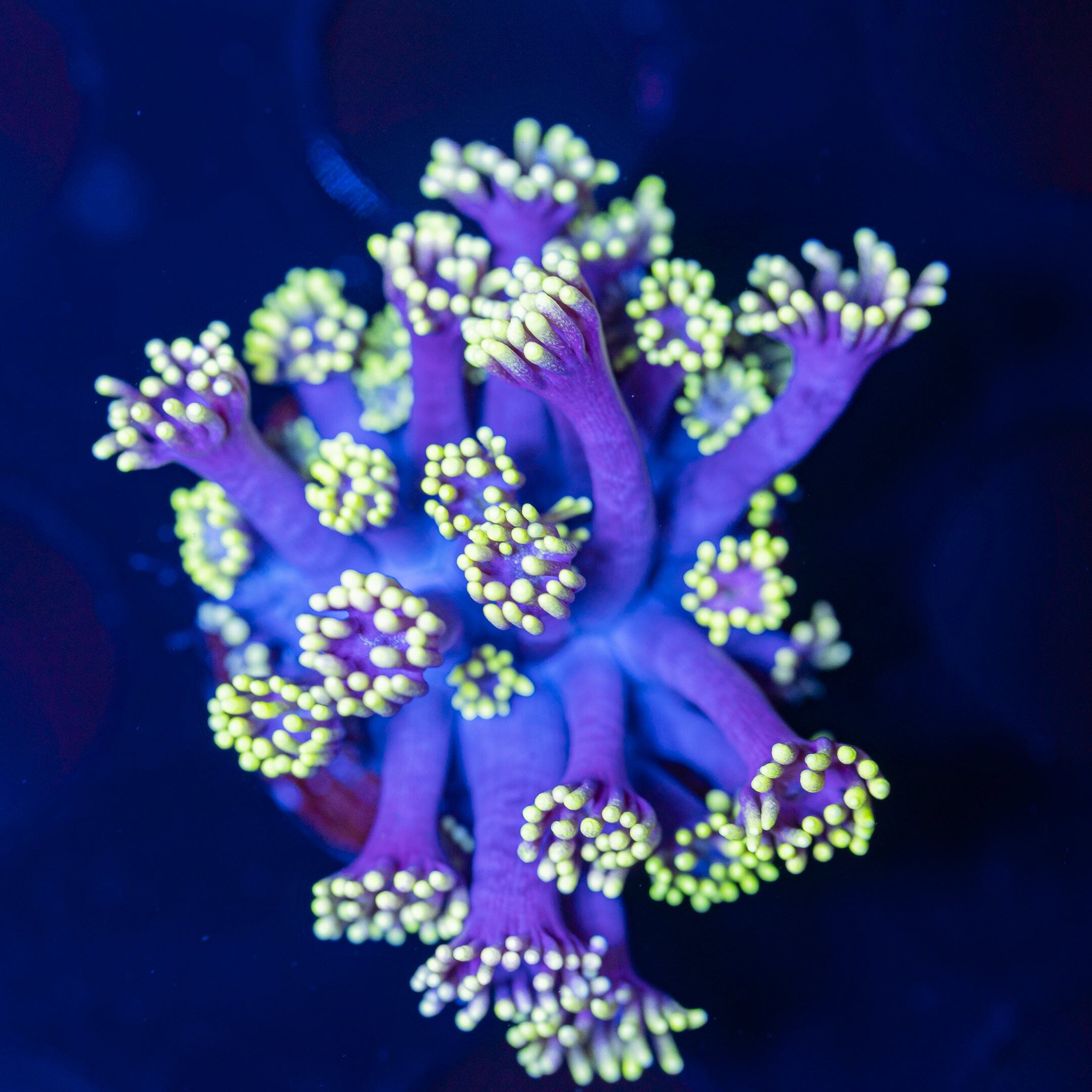 Goniopora Frag 17A - WYSIWYG Reef Lounge Norco