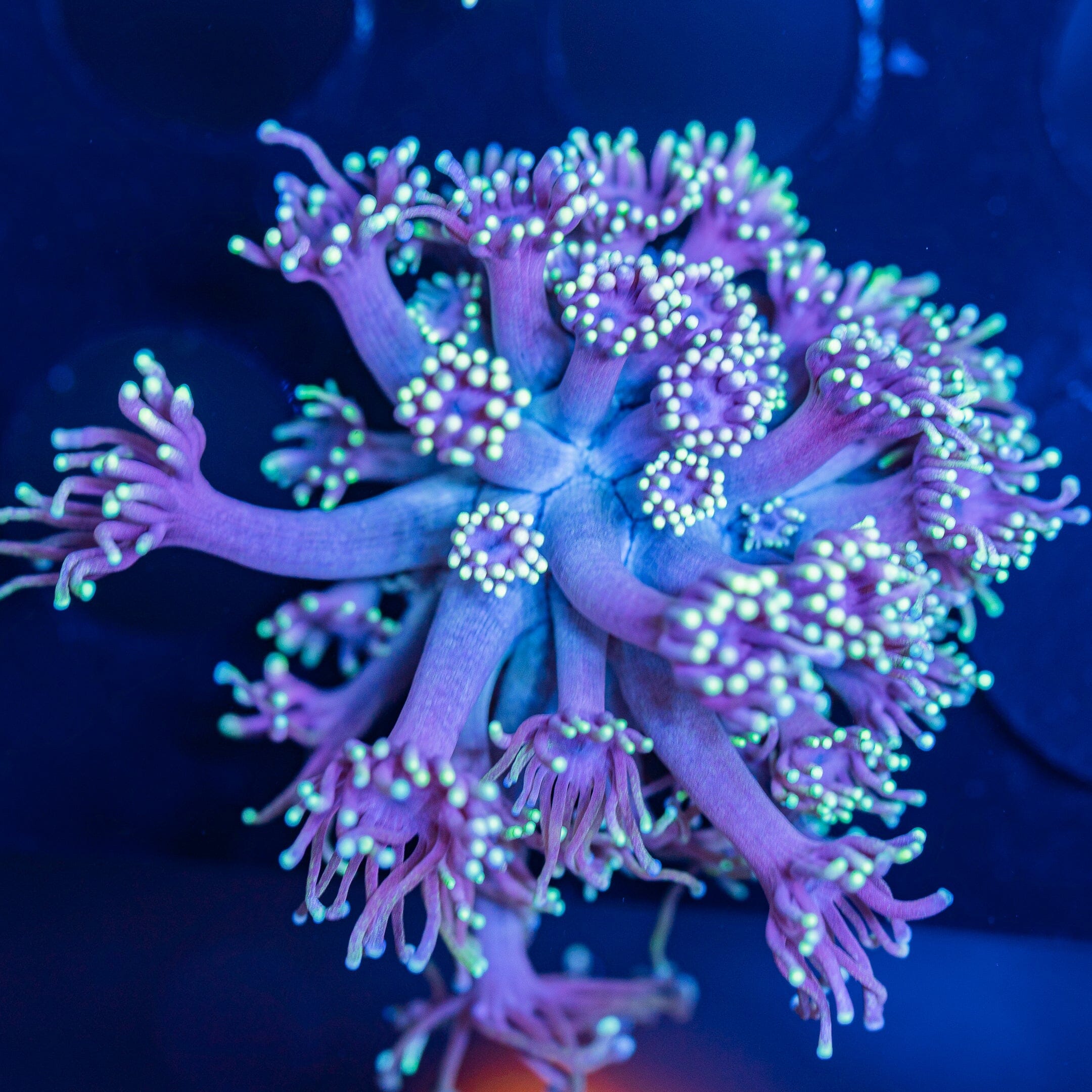Goniopora Frag 20A - WYSIWYG Reef Lounge Norco