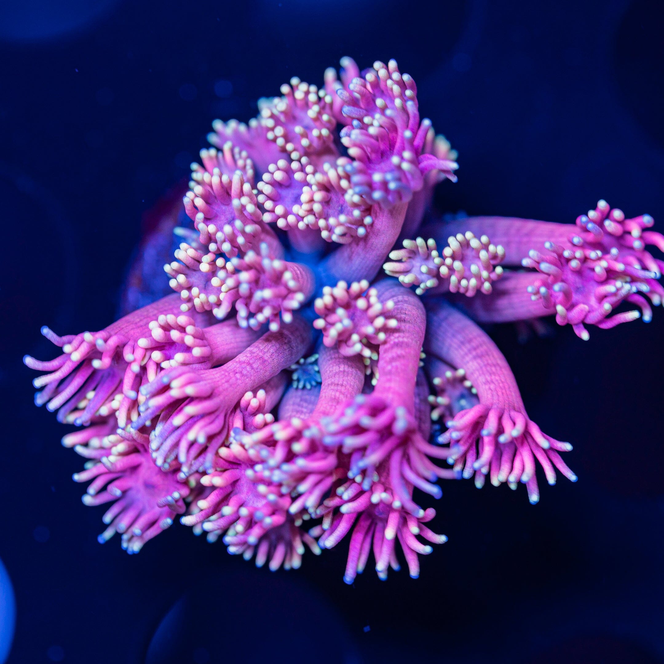 Goniopora Frag 3A - WYSIWYG Reef Lounge Norco