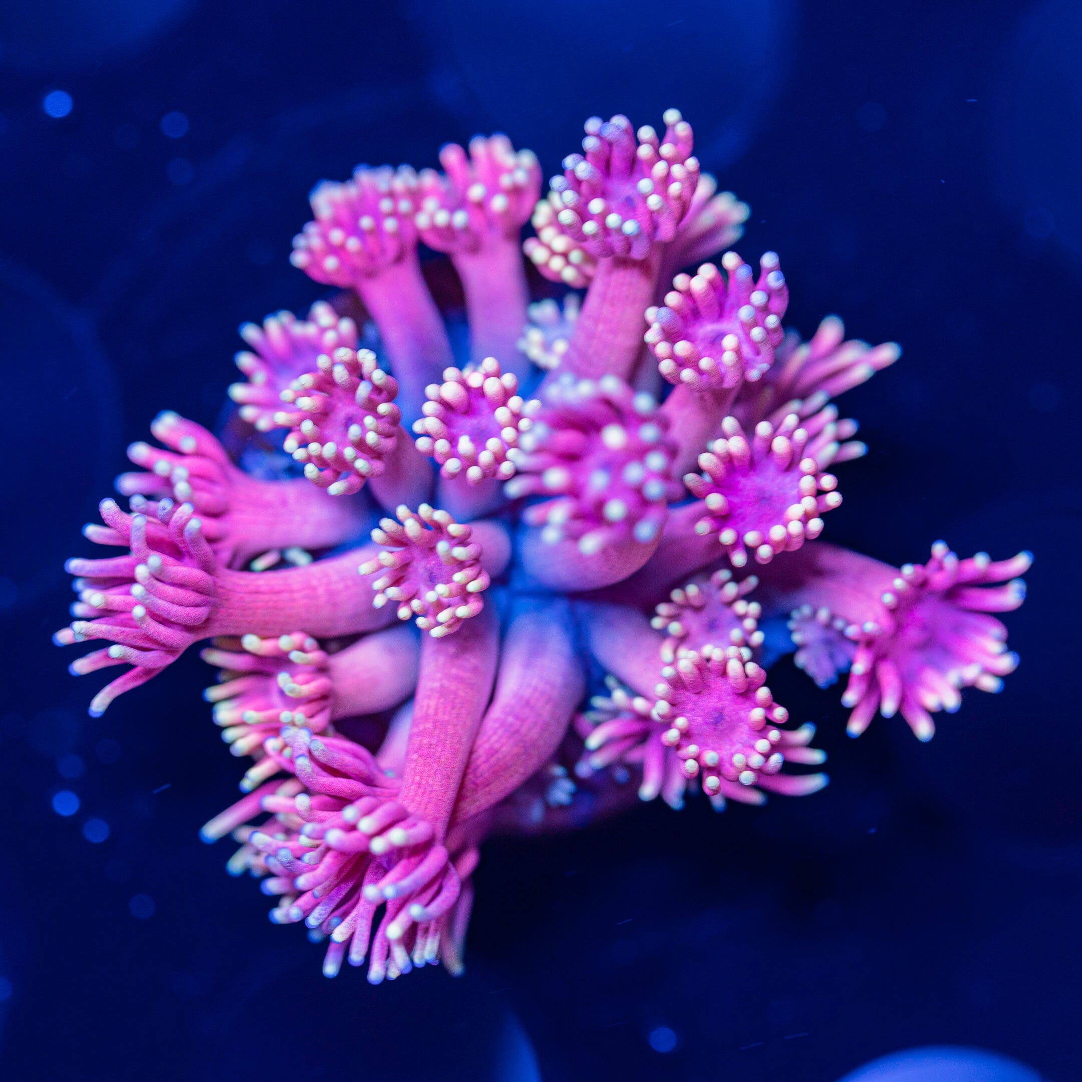 Goniopora Frag 4A - WYSIWYG Reef Lounge Norco