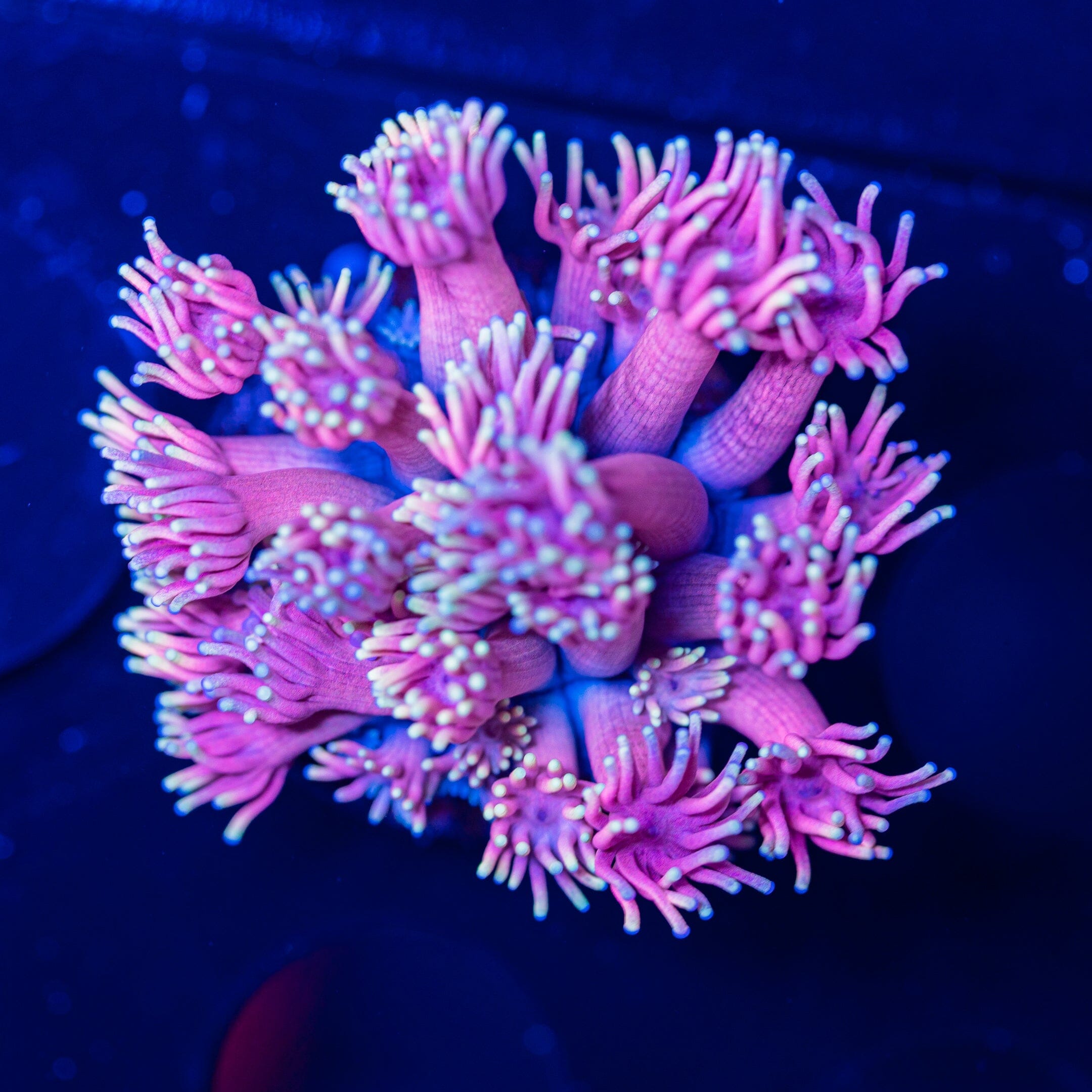 Goniopora Frag 8A - WYSIWYG Reef Lounge Norco