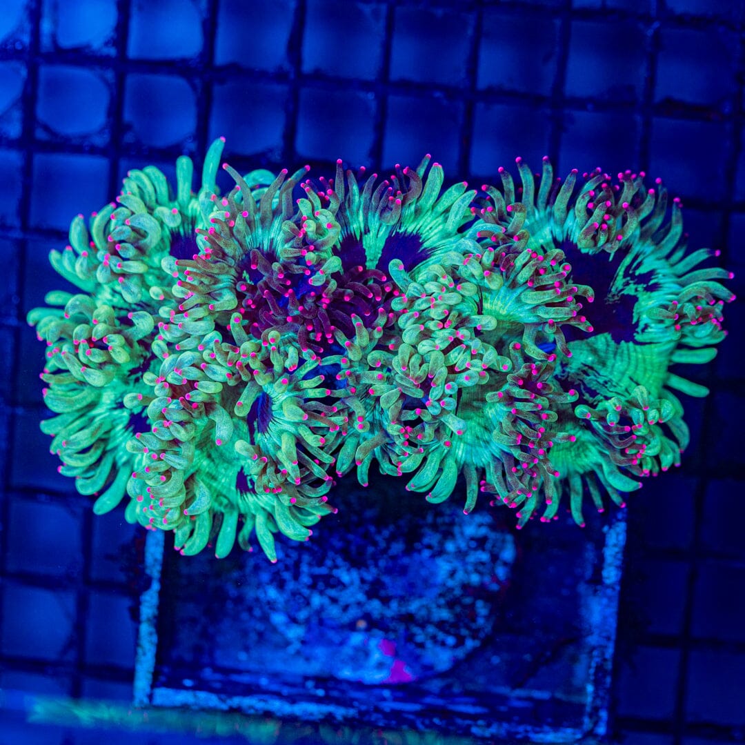 Grafted Elegance Coral - WYSIWYG Colony Reef Lounge Norco
