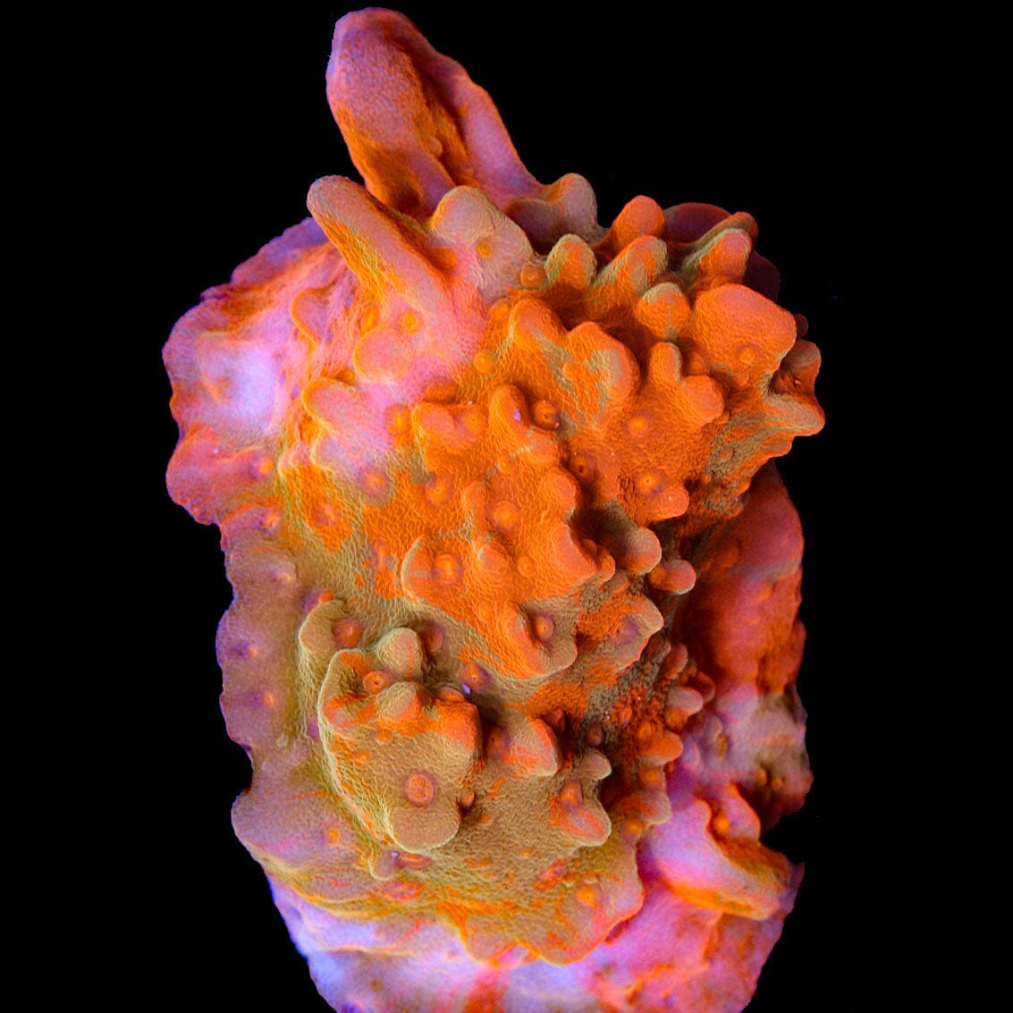Grafted Montipora Setosa Reef Lounge Coral