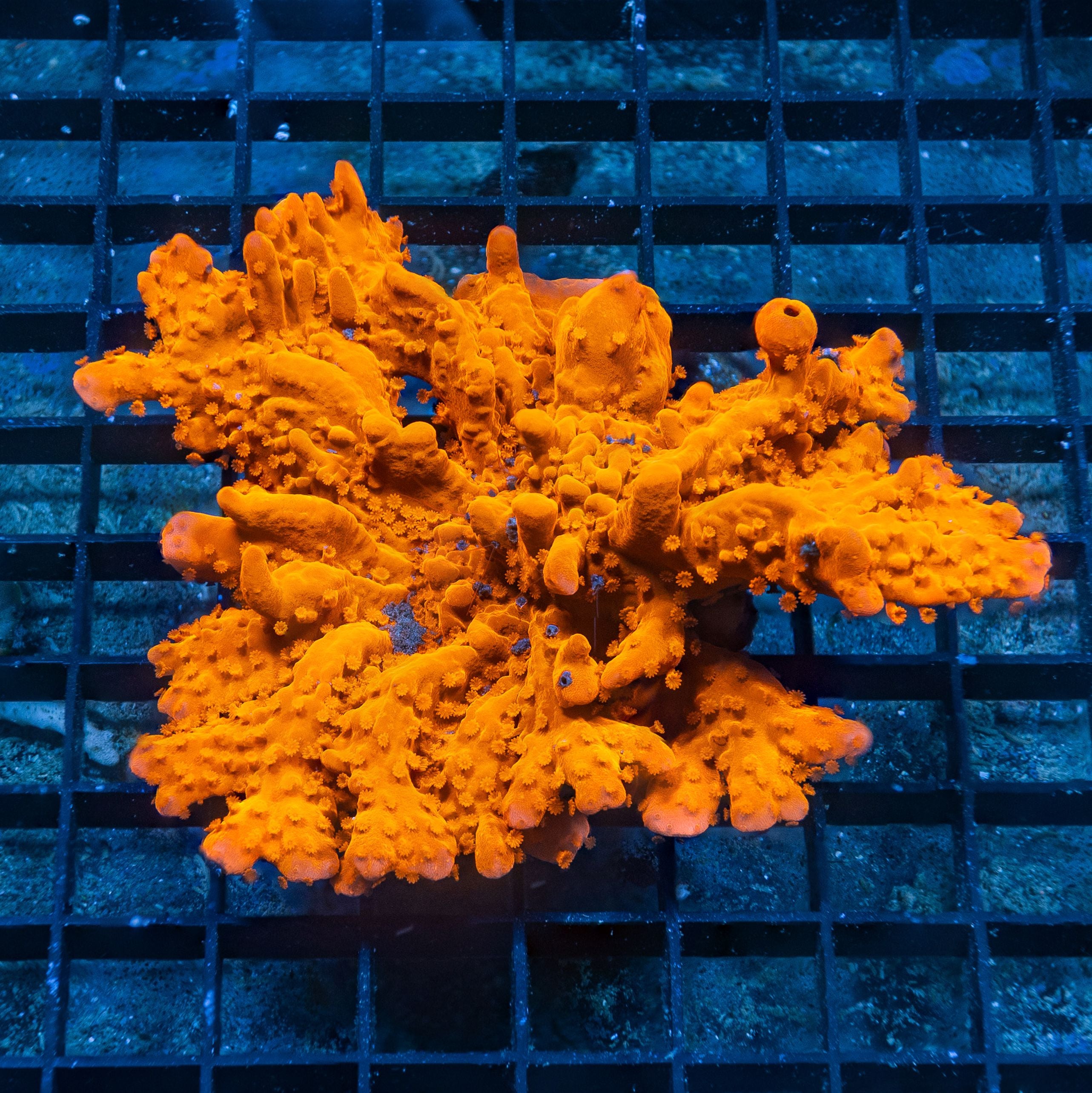 Grafted Montipora Setosa Reef Lounge Coral