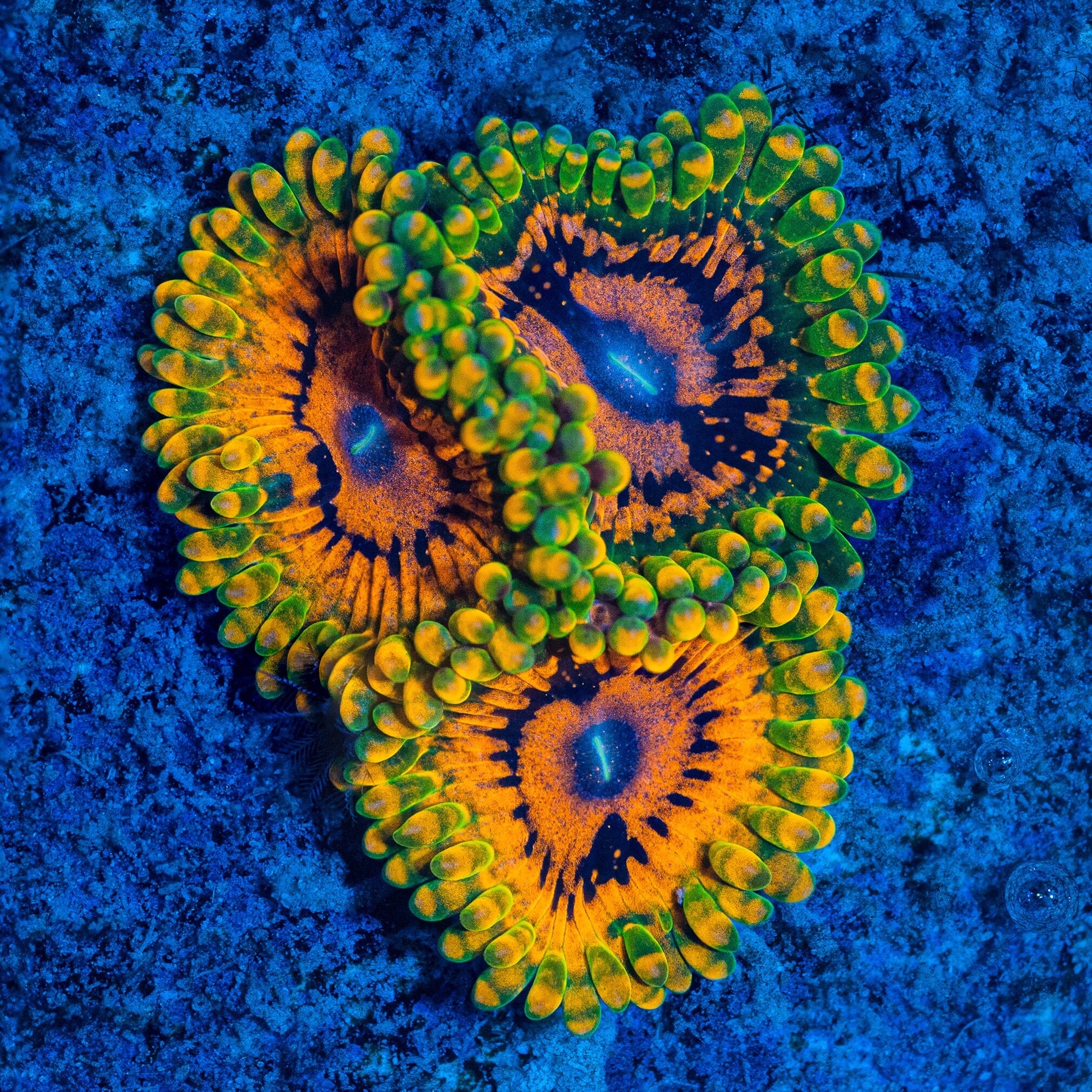 Grand Master Krakatoa (GMK) - Zoanthids Soft Coral Reef Lounge USA