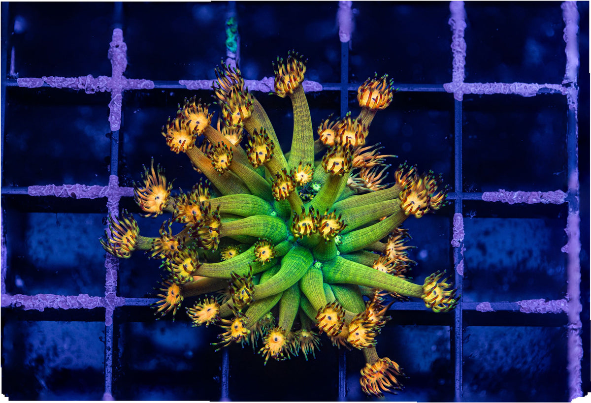 Grandmaster Goniopora Reef Lounge Coral