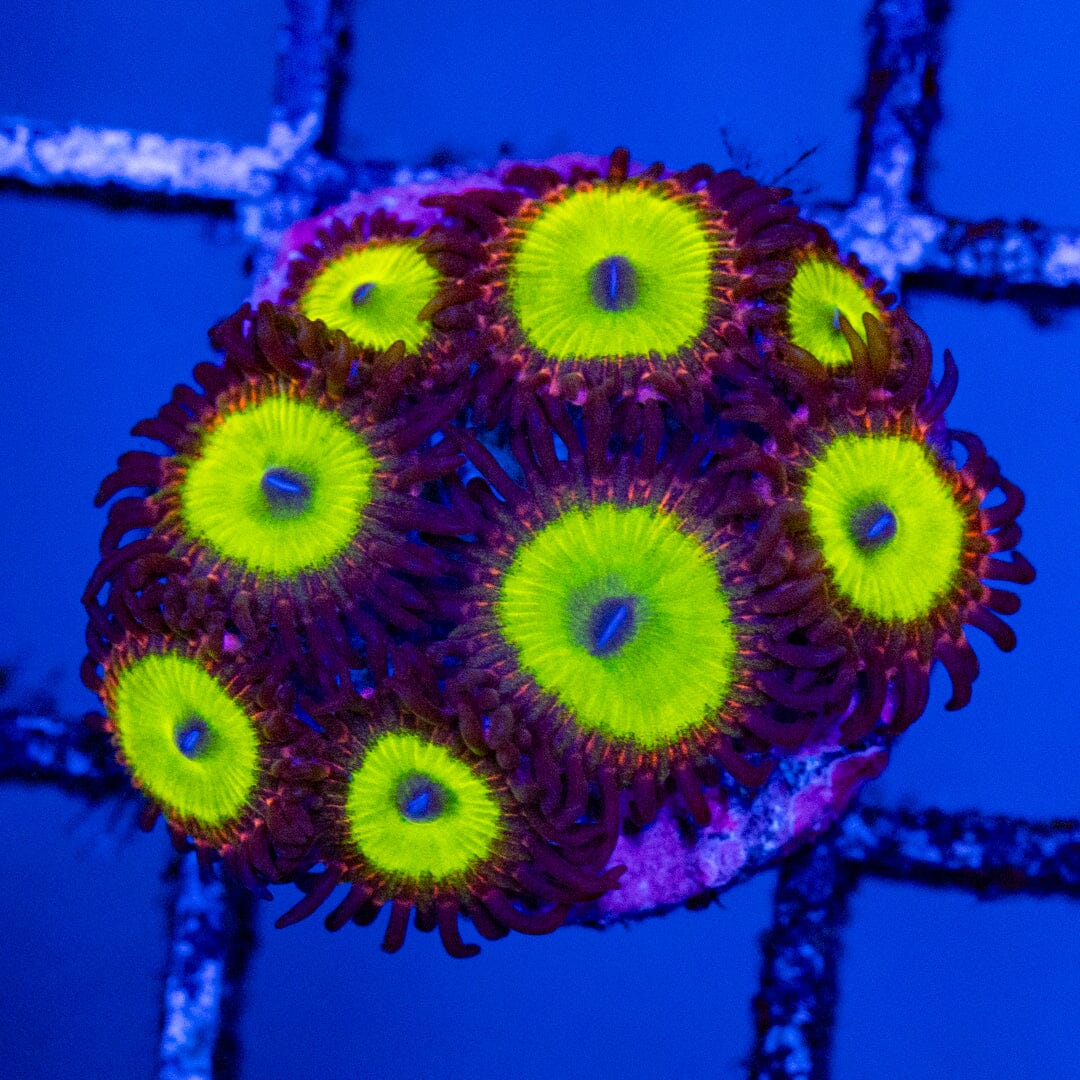 Granny Smith Zoa Overgrown Plug - WYSIWYG Reef Lounge Norco
