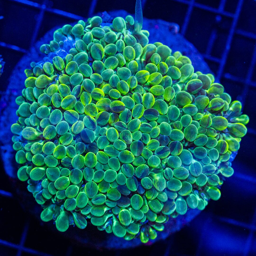 Grape Bubble Coral 1A - WYSIWYG Reef Lounge Norco