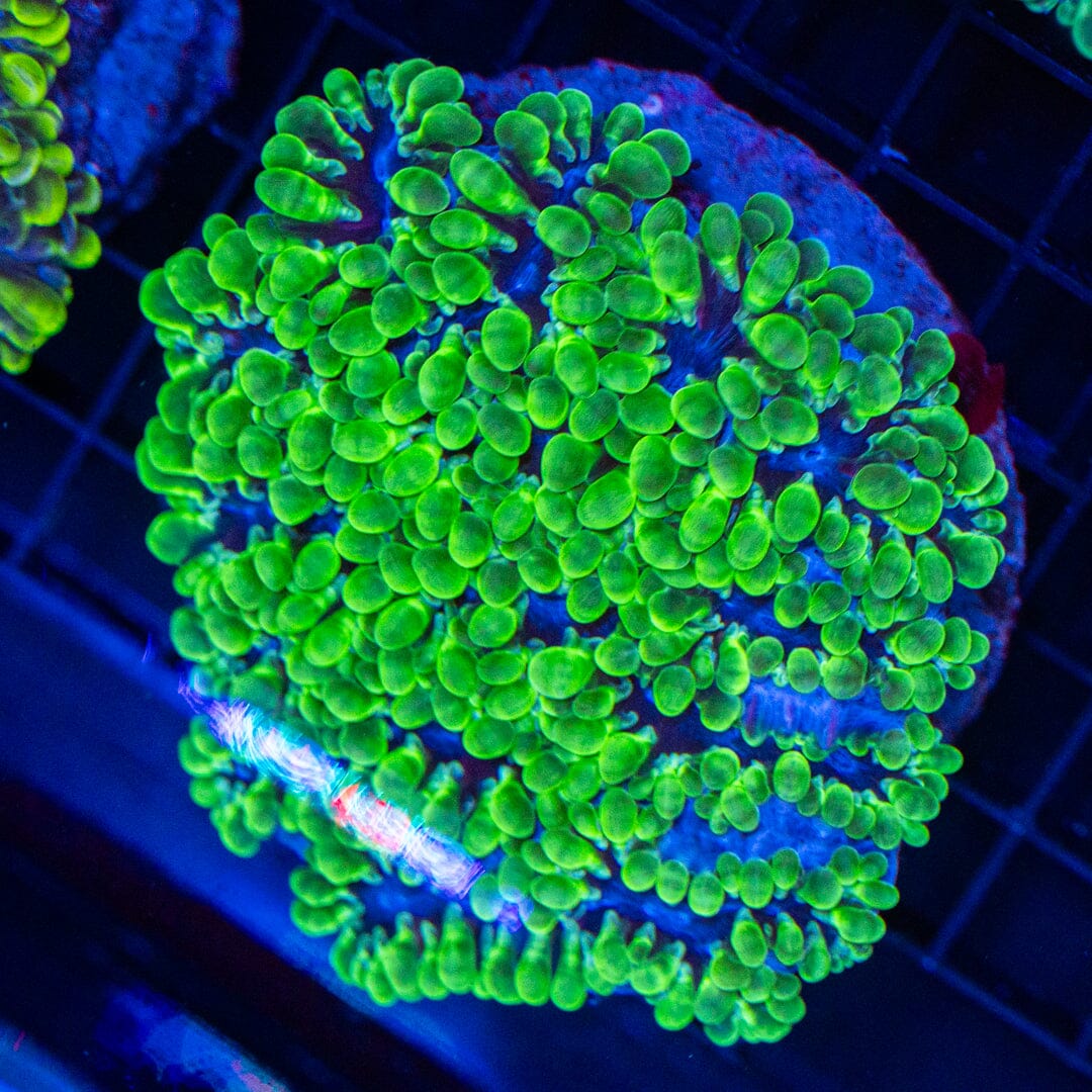 Grape Bubble Coral 3A - WYSIWYG Reef Lounge Norco