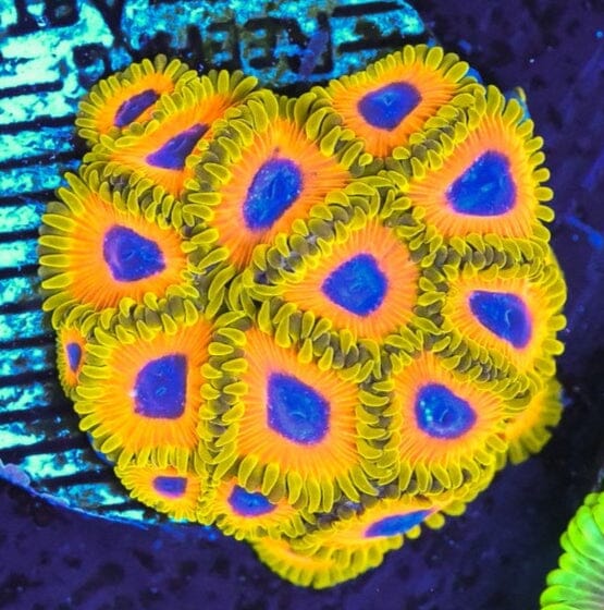 Great Owl Zoanthids Zoa Reef Lounge USA