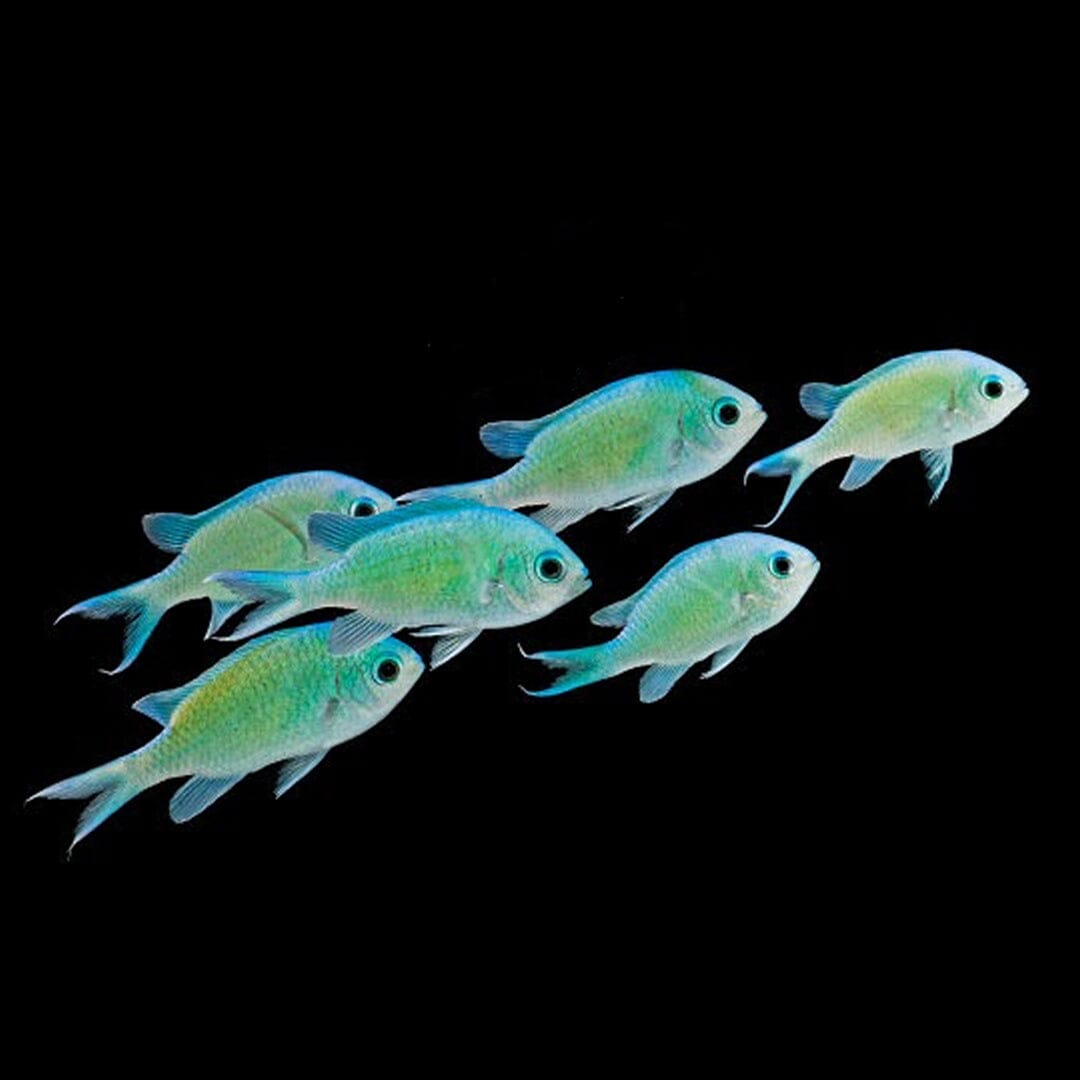 Green Chromis Fish Reef Lounge USA