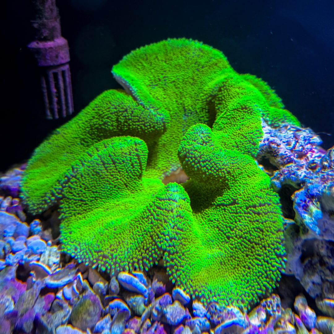 Green Haddoni Carpet Anemone - WYSIWYG Invertebrate Reef Lounge USA