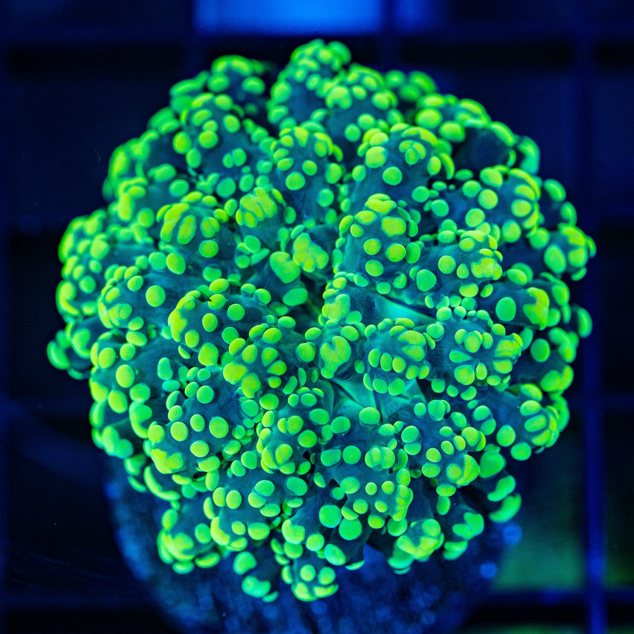 Green Octospawn Octospawn Reef Lounge USA