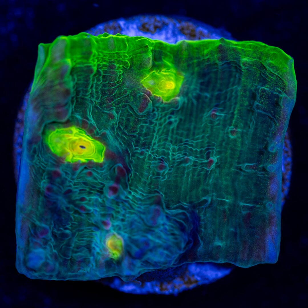 Green Rim Chalice LPS Coral Reef Lounge USA