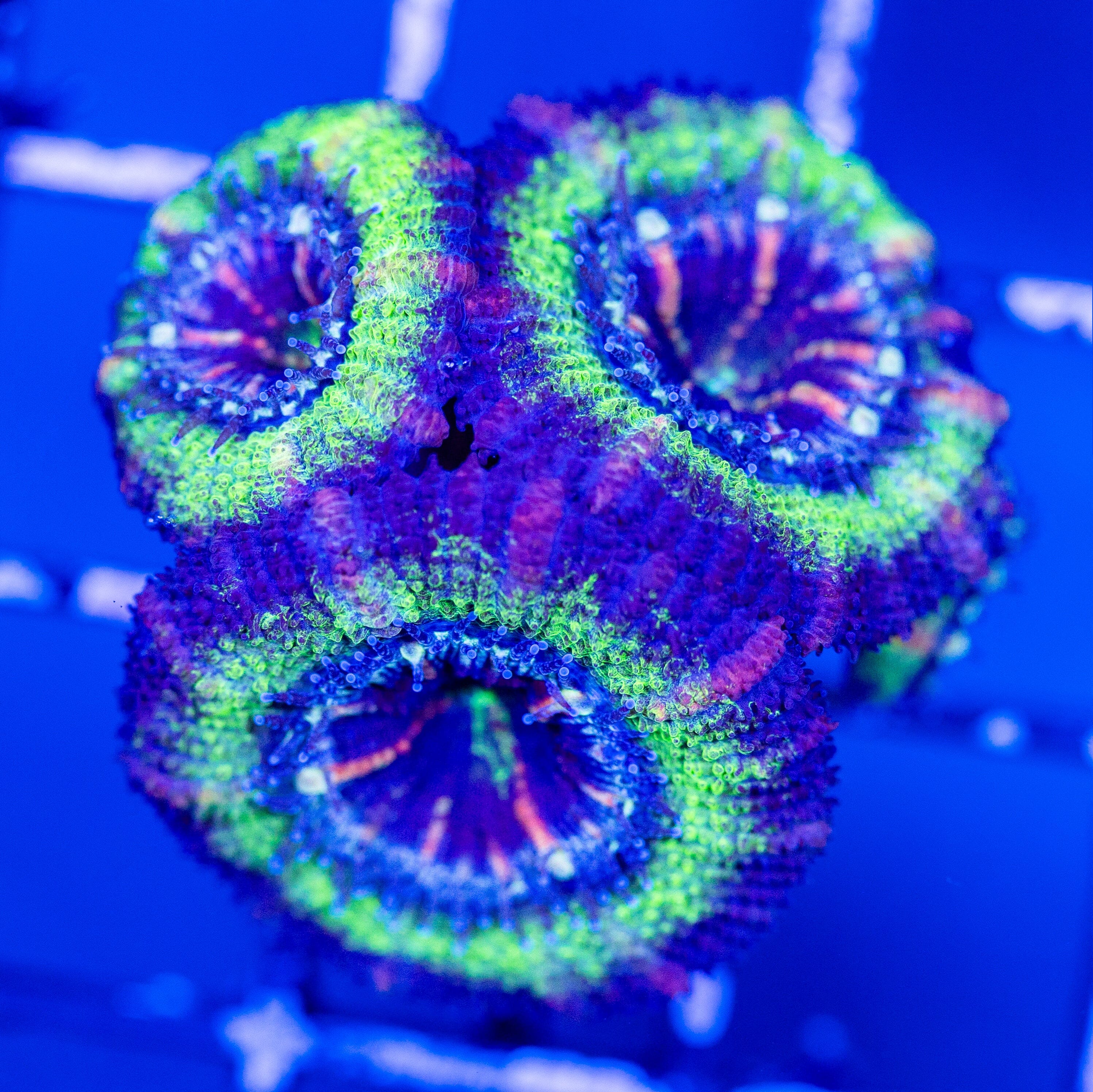 Green/Purple Acan Frag Reef Lounge Coral