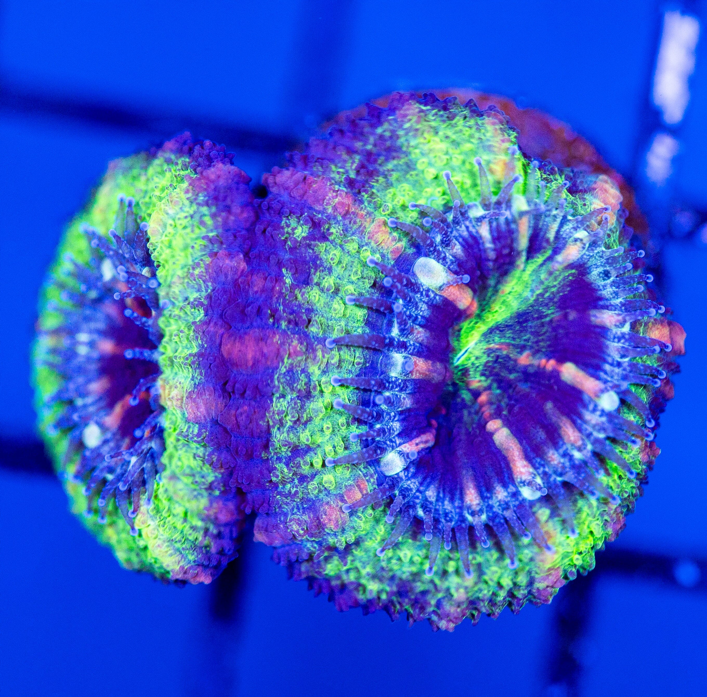 Green/Purple Acan Frag Reef Lounge Coral