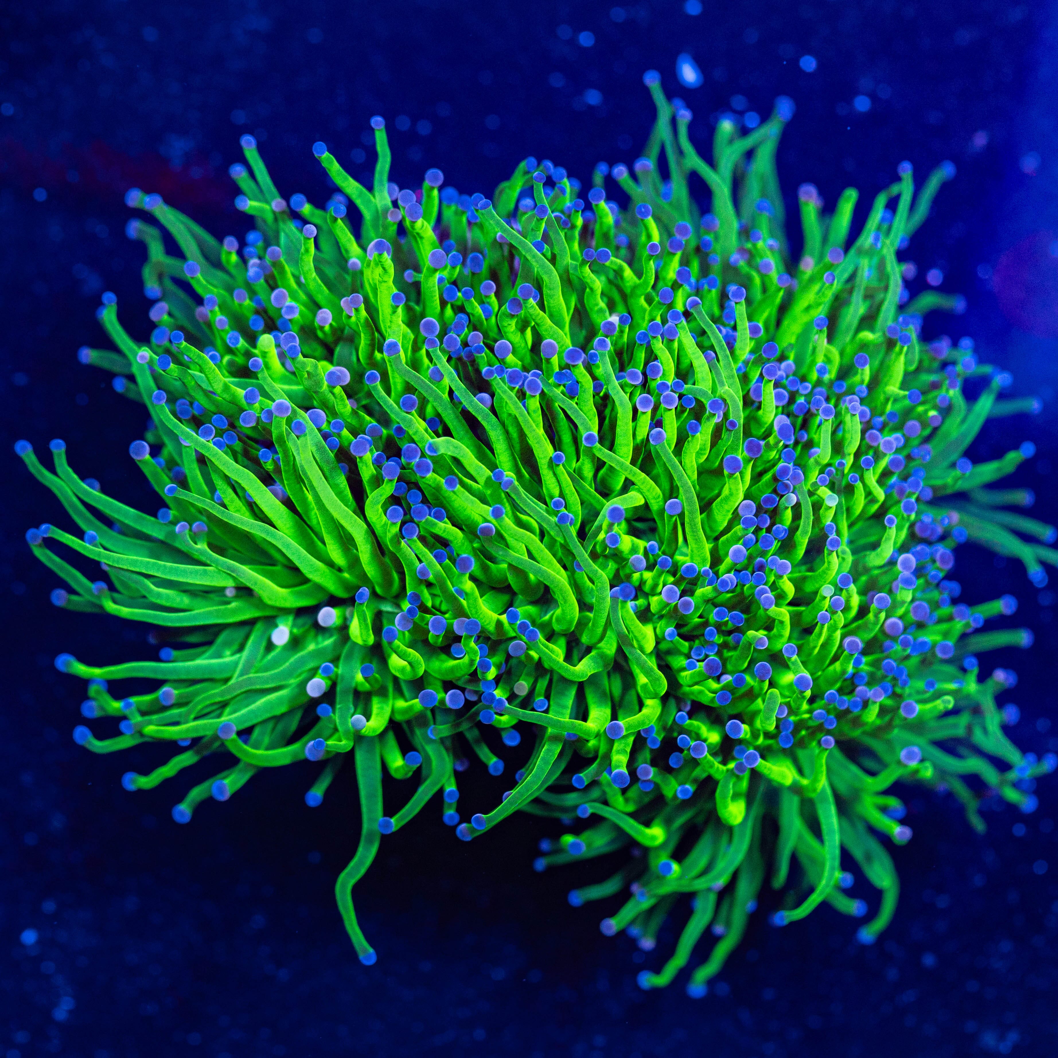 Grinch Torch Colony 1A - WYSIWYG Reef Lounge USA