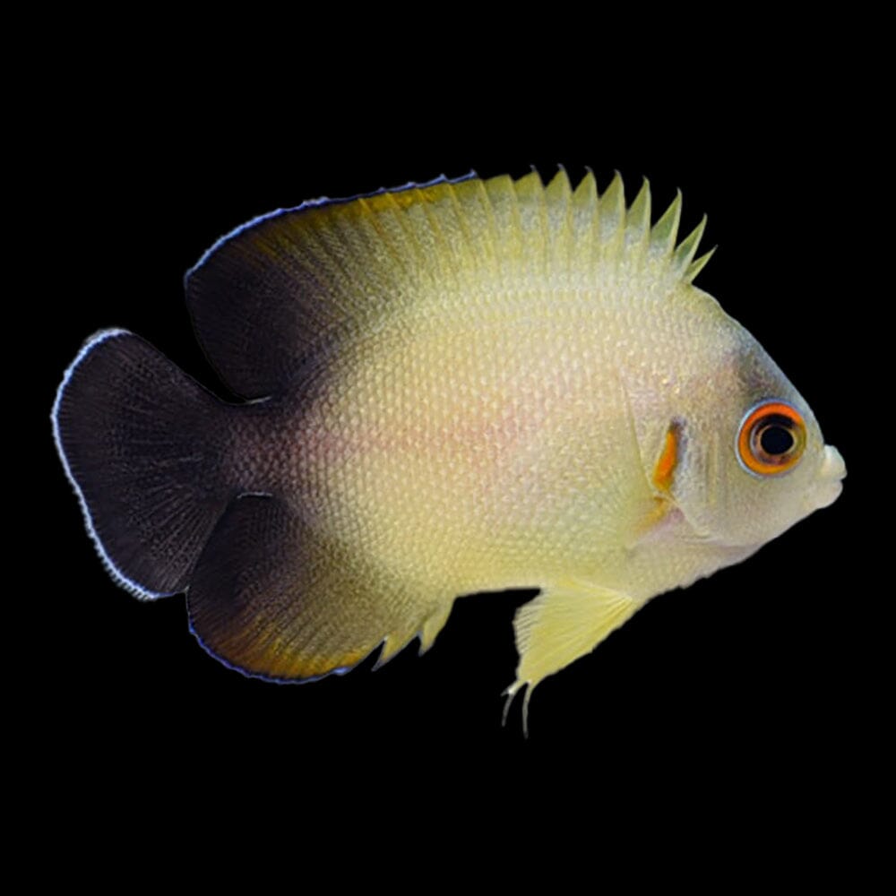 Half Black Angel Fish Reef Lounge USA